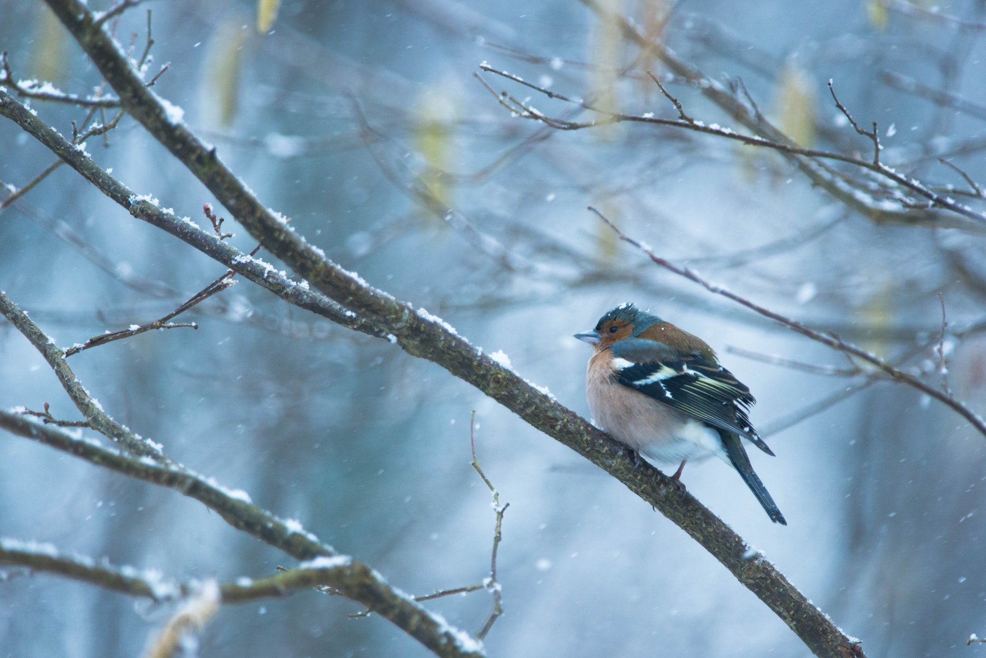 hiver neige branches oiseau pinson chute de neige