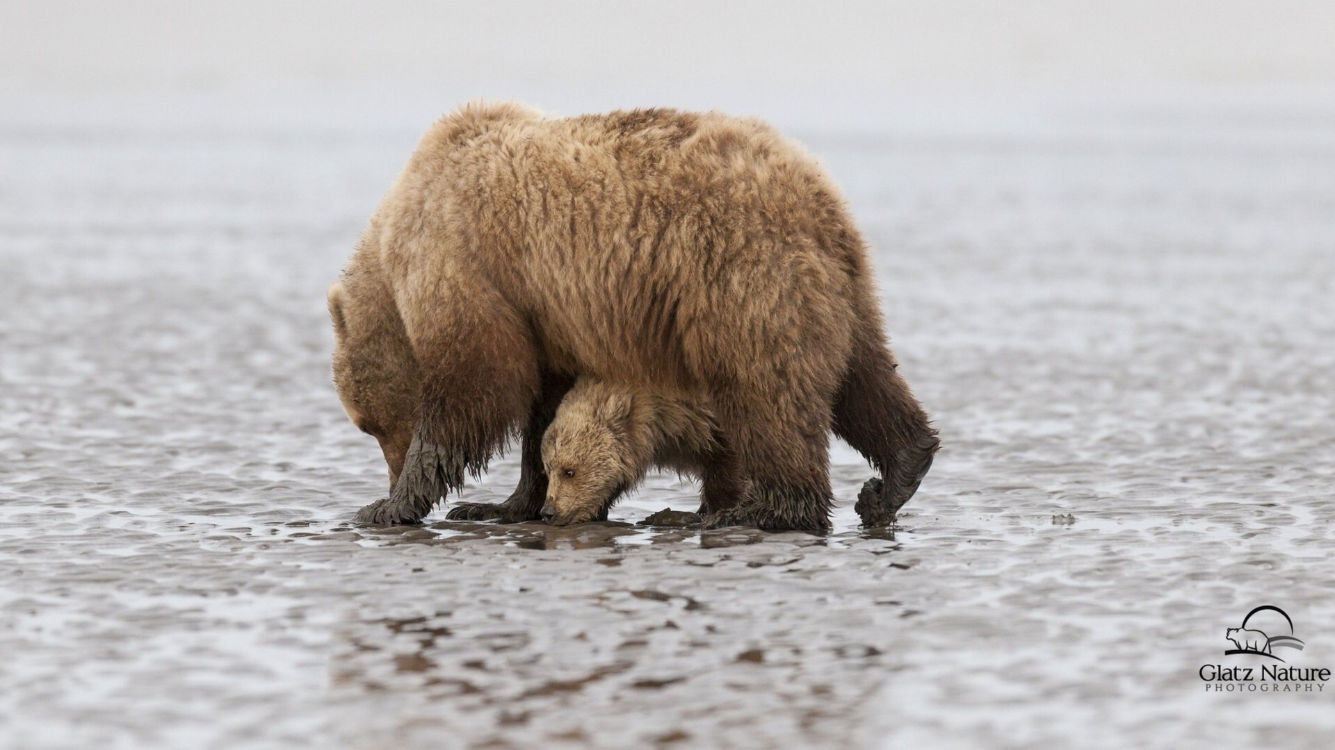 clark lake national park alaska bären bär bär