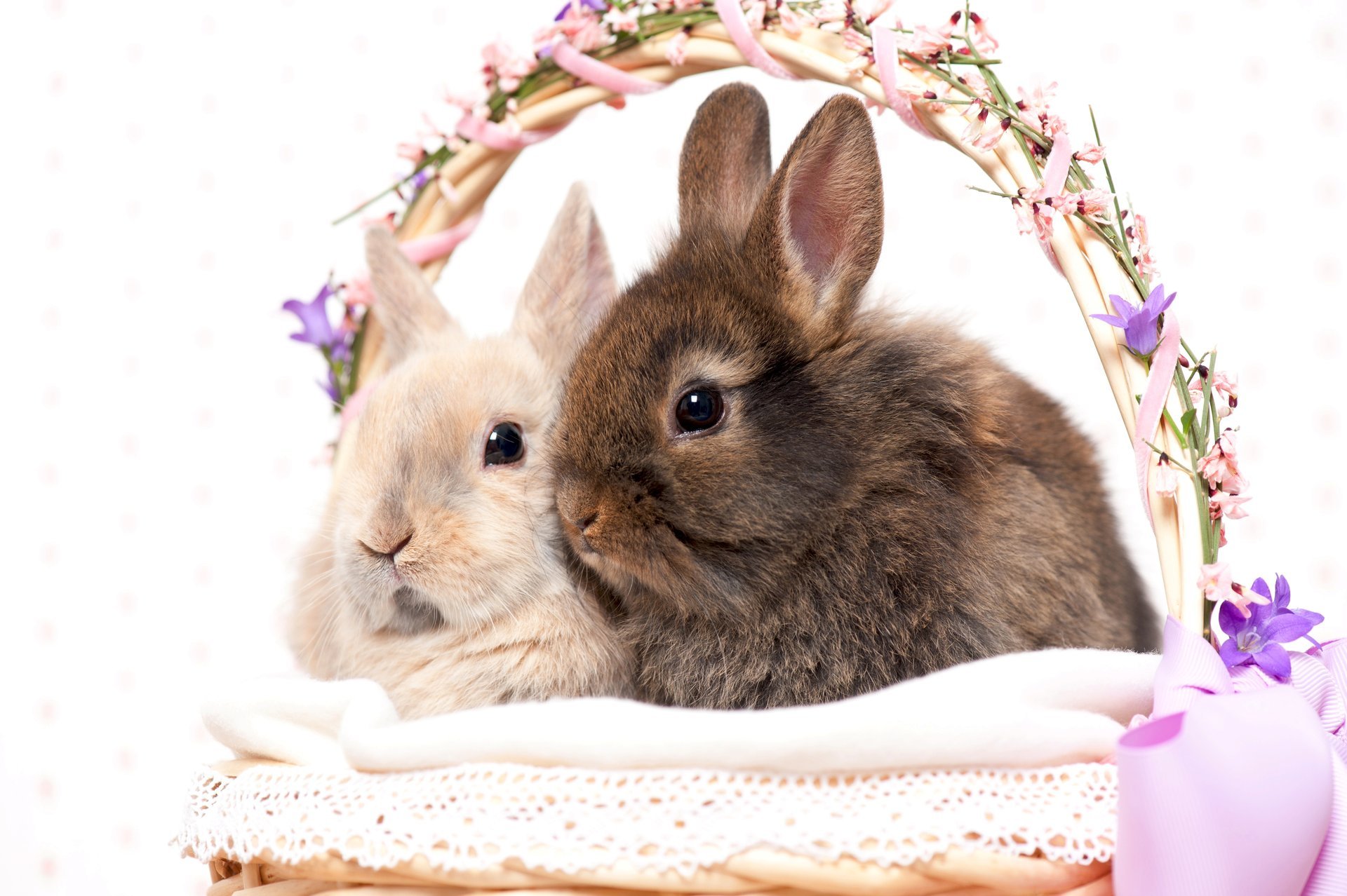 rabbits easter basket holiday easter