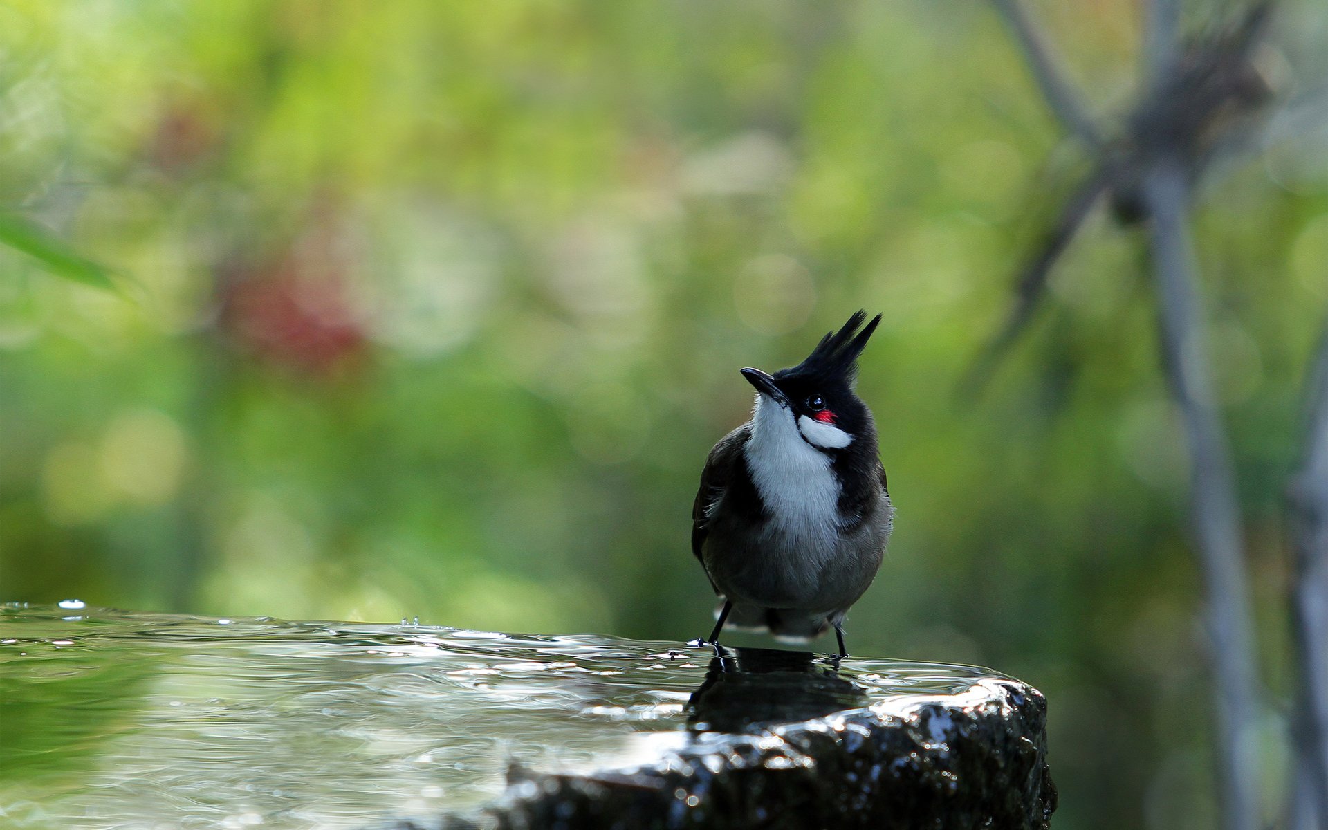 птица вода камень черная хохолок