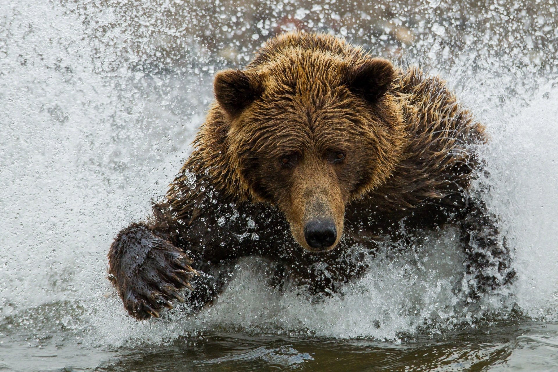 медведь бурый мишка вода брызги