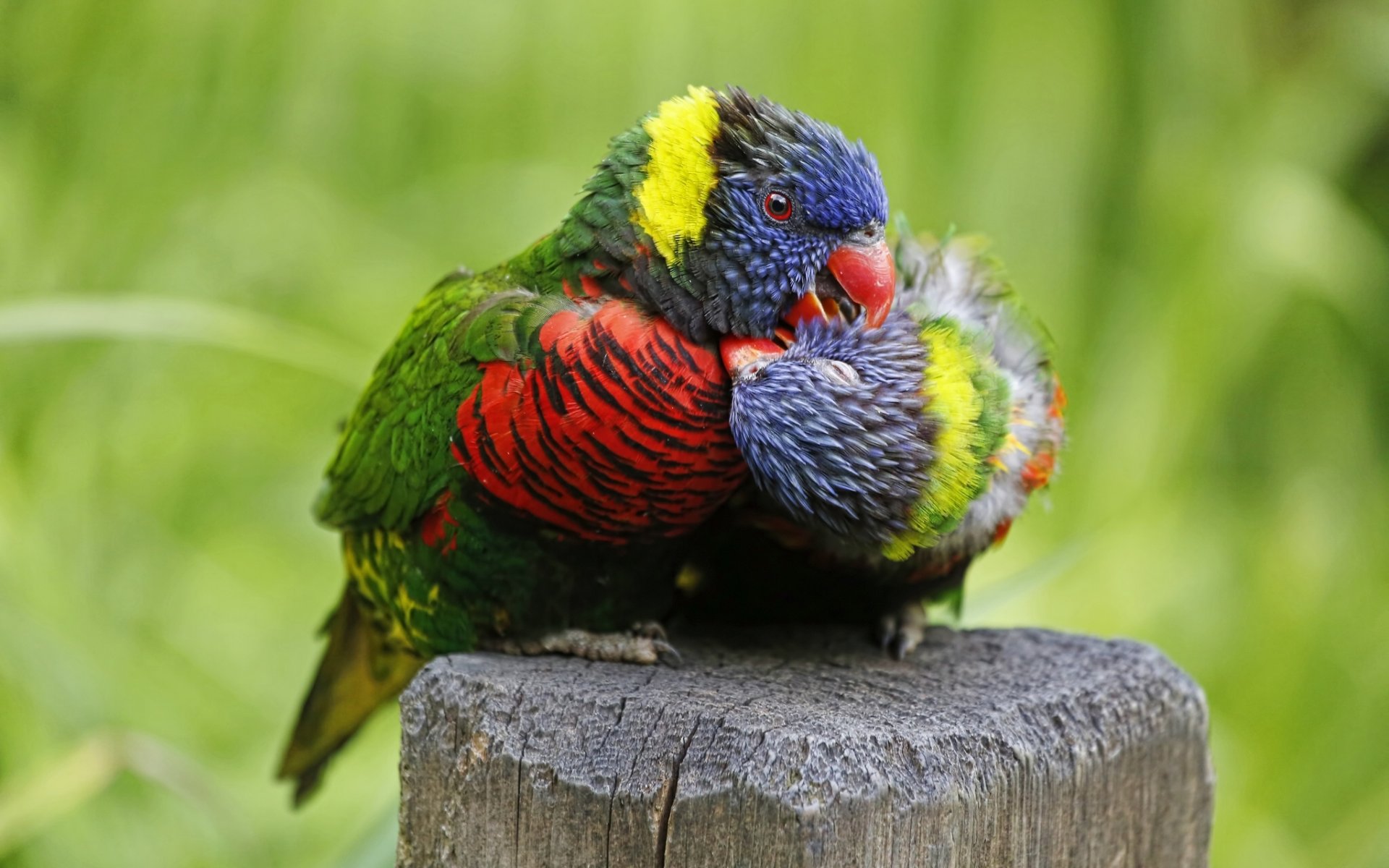 multicolor lorikeet papugi ptaki para miłość