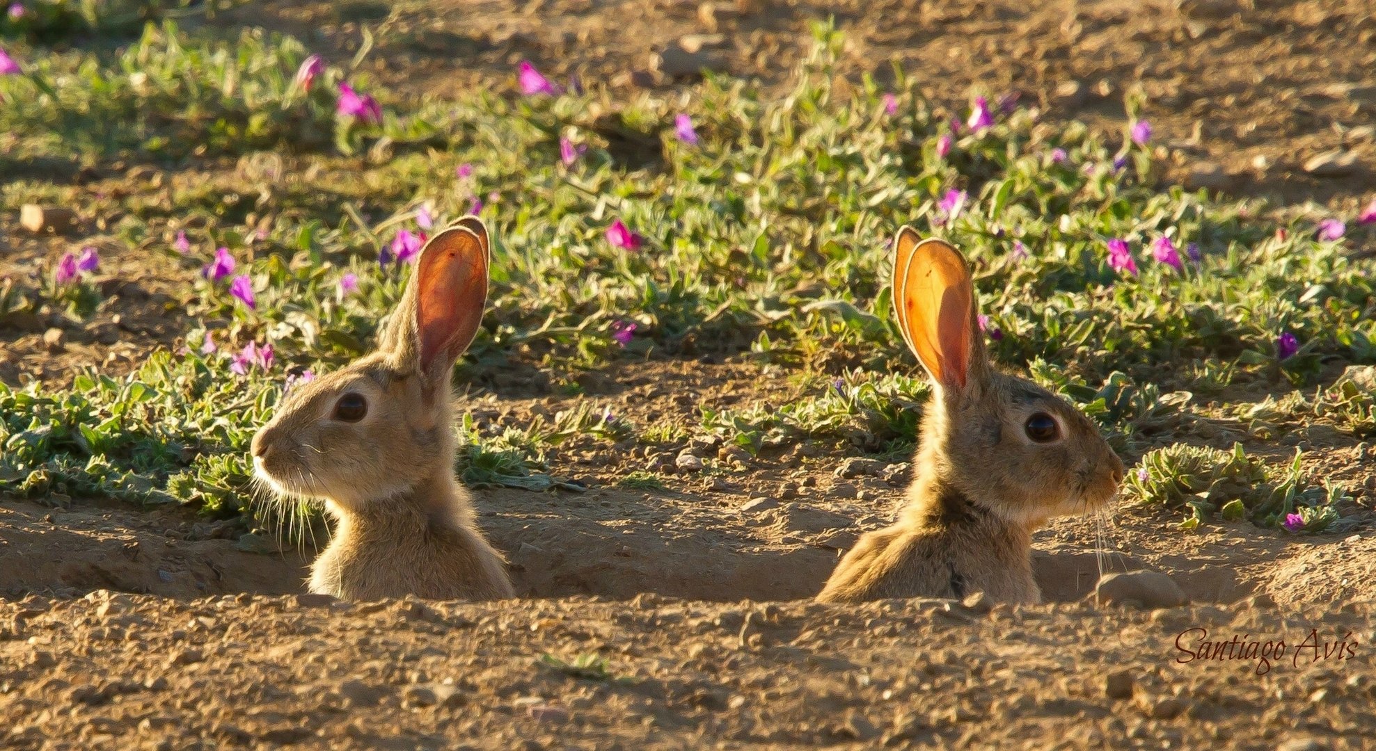 rabbits nora flower