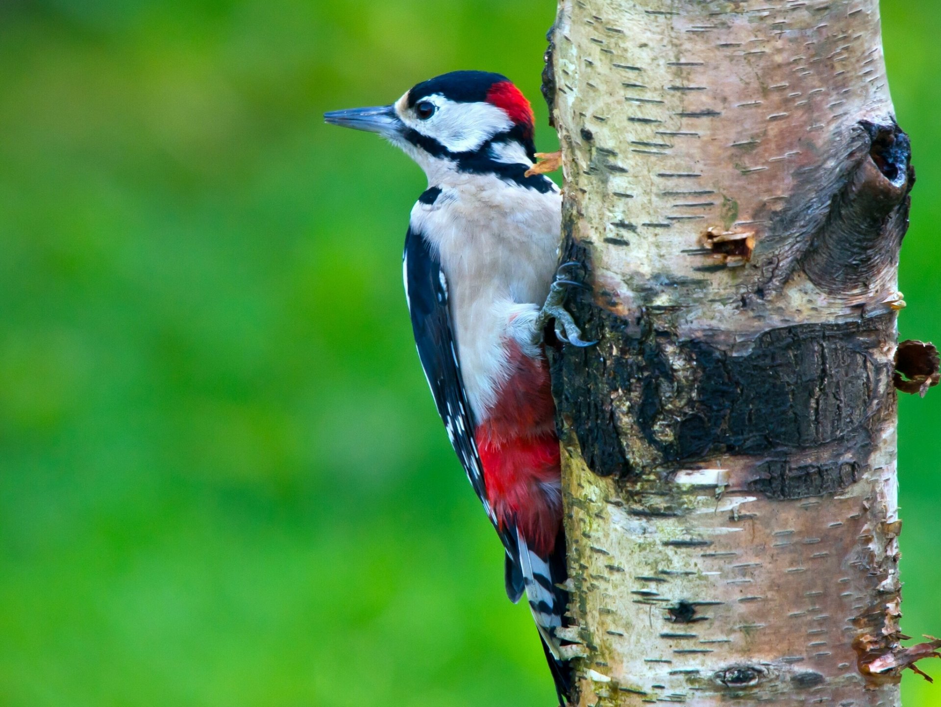 specht vogel baum sanitäter