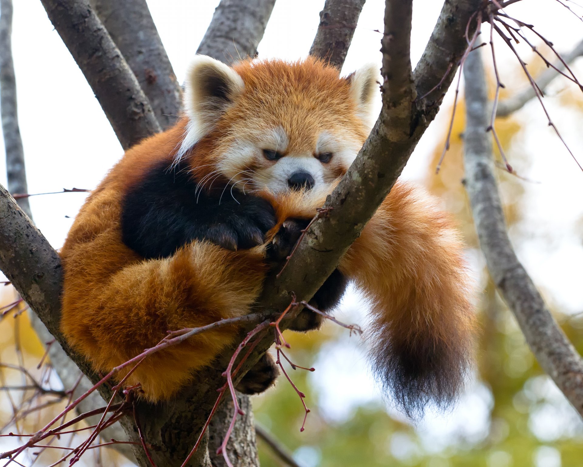 czerwona panda firefox mała panda drzewo gałąź