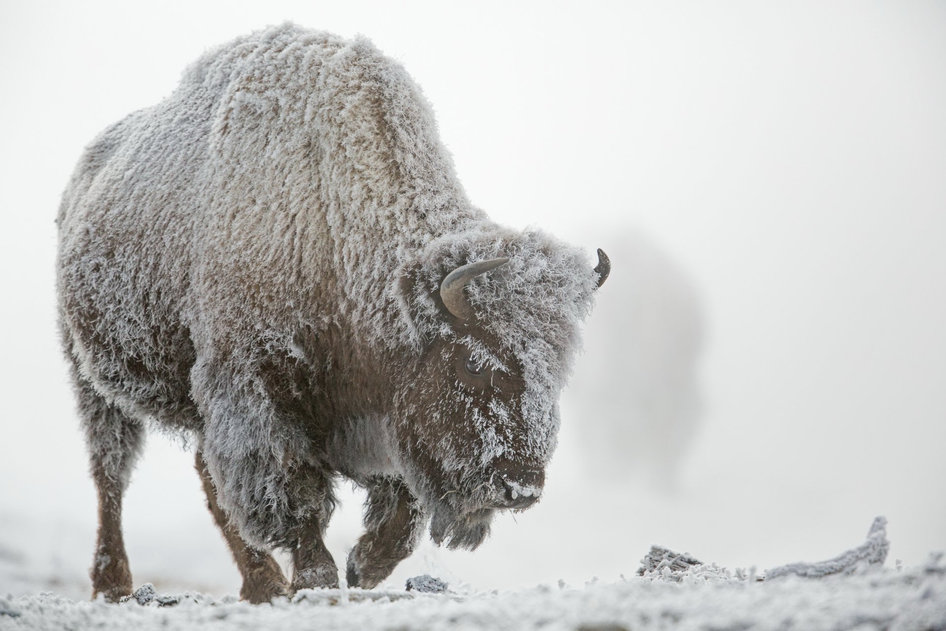 yellowstone national park winter snow fog buffalo frost