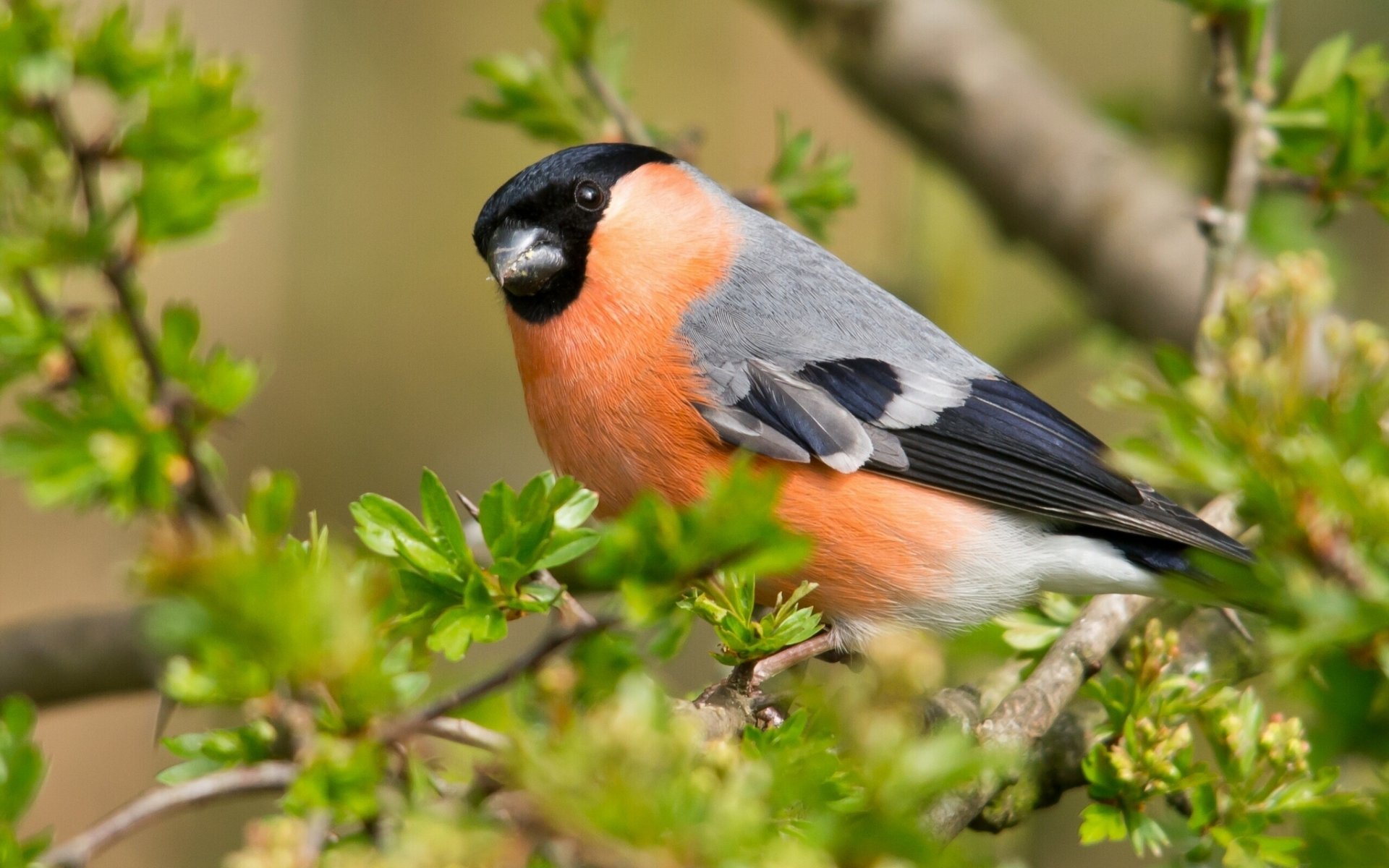 bullfinch poultry branche