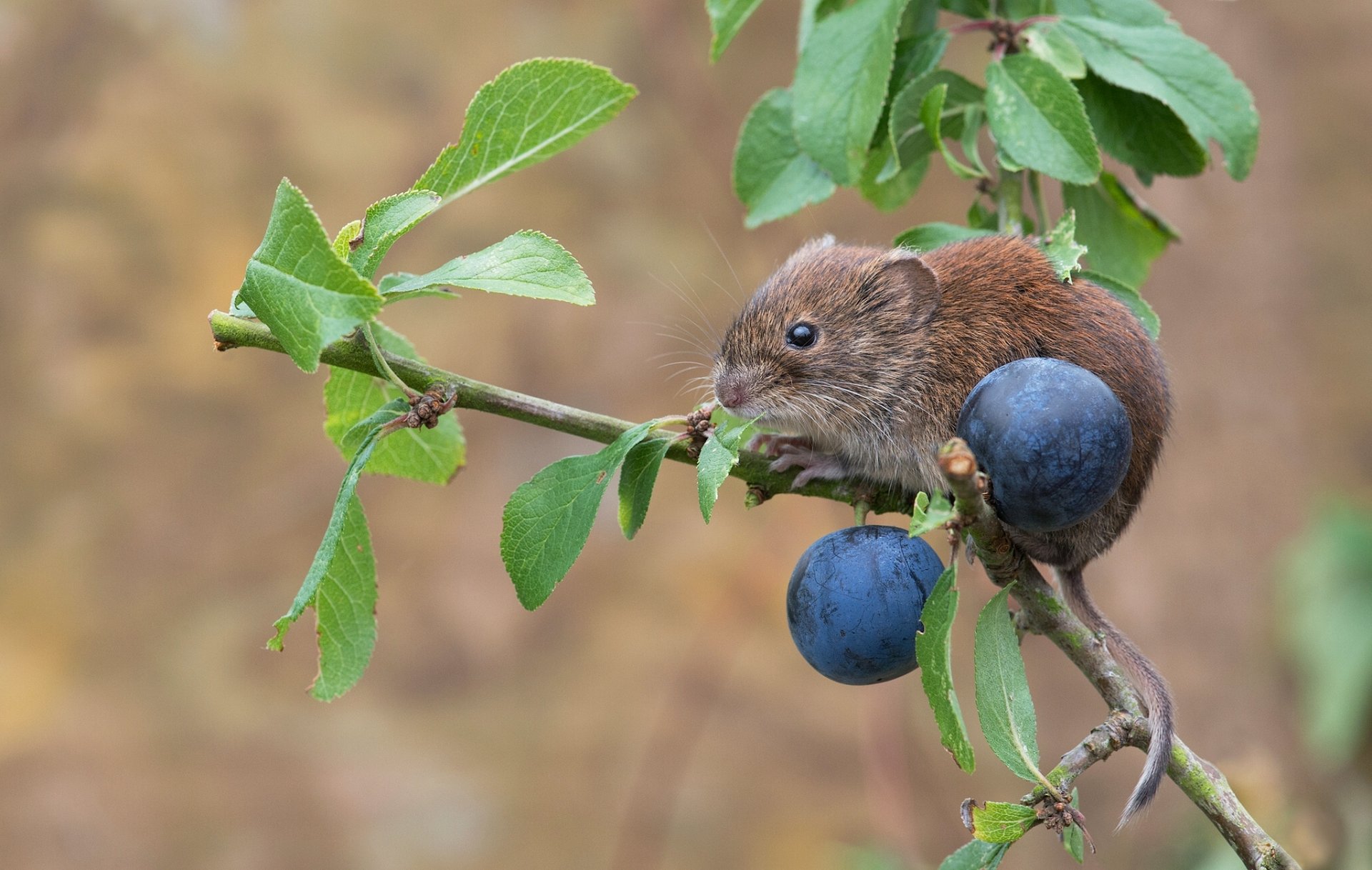 campagnol rouge souris rongeur épine prune branche