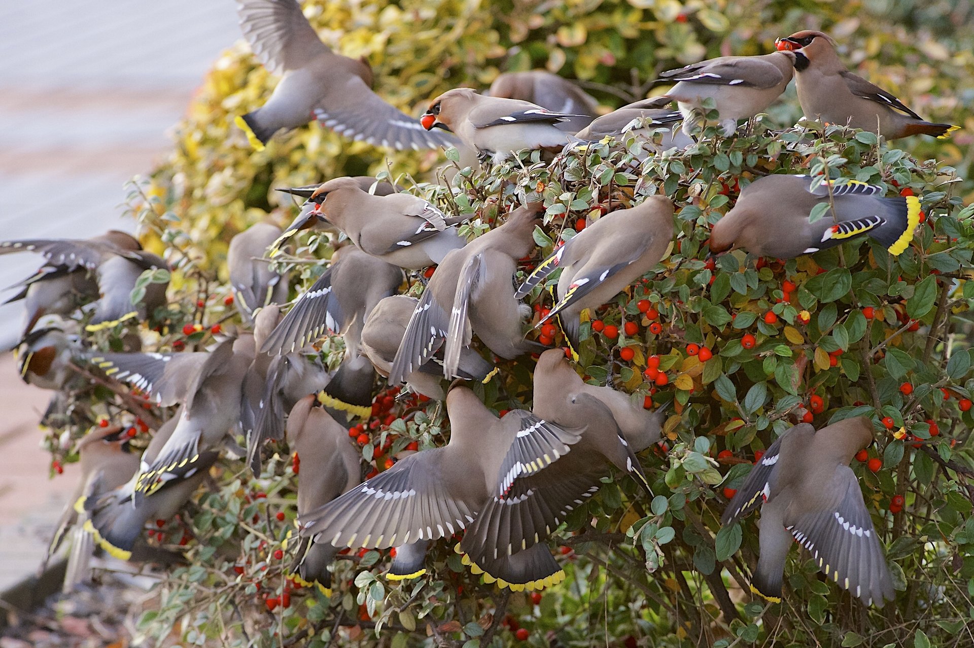 waxwings birds article berries bush