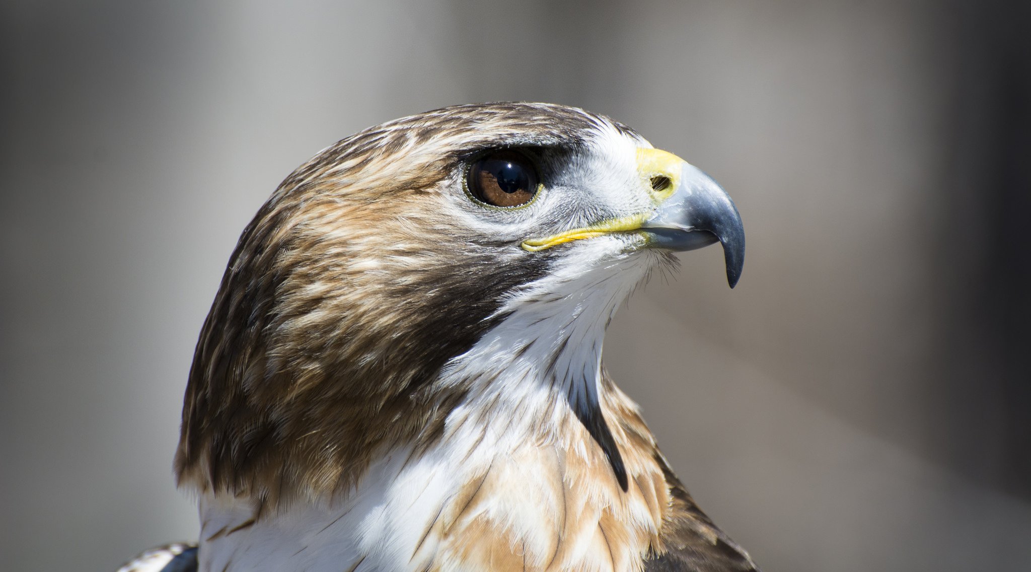 falco uccello profilo vista