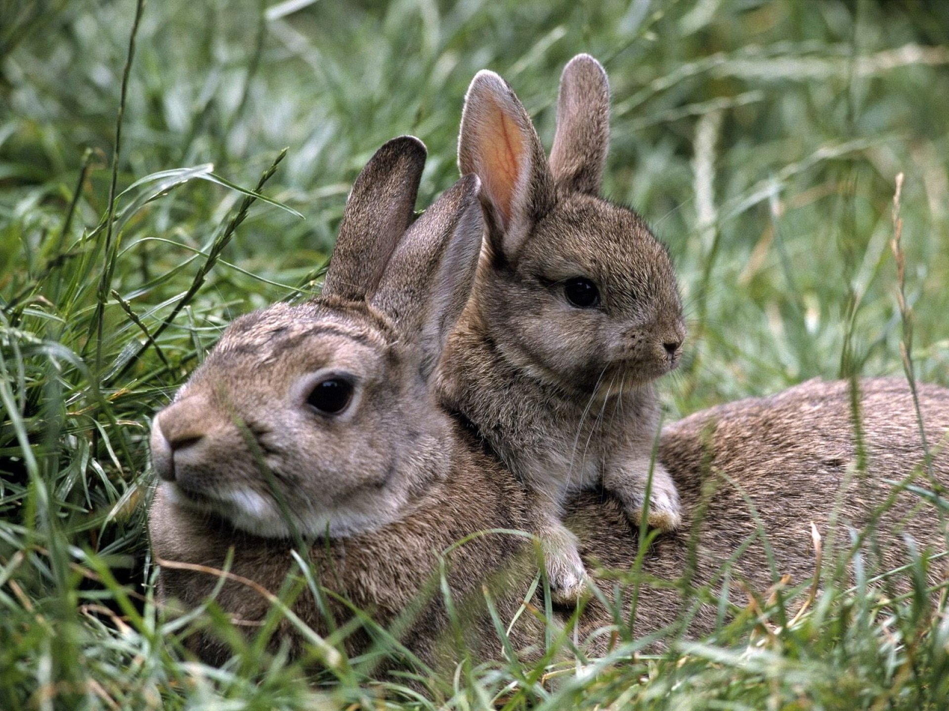 hierba conejos conejo conejo