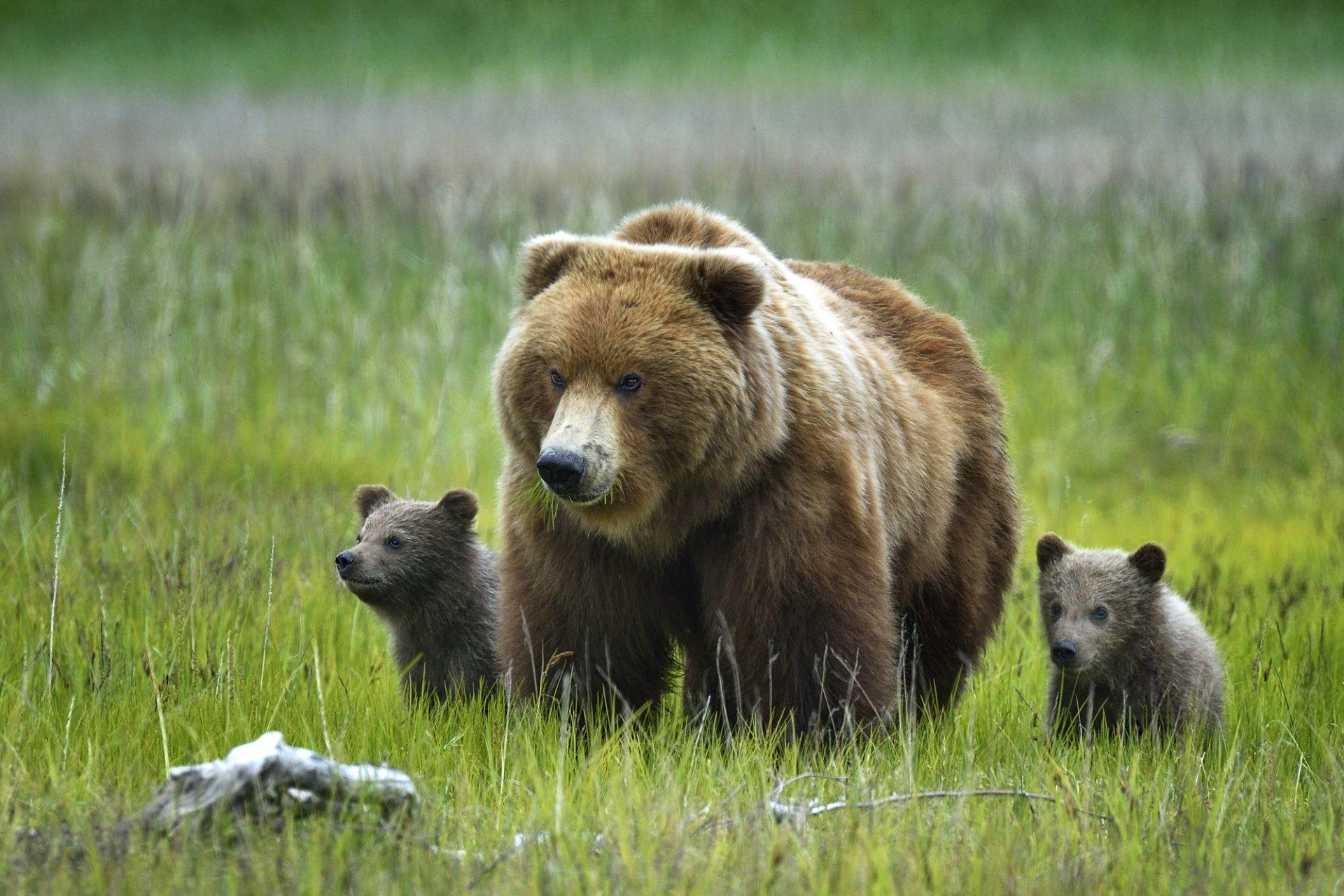 niedźwiedzie grizzly niedźwiedzie niedźwiedzie trawa natura alaska