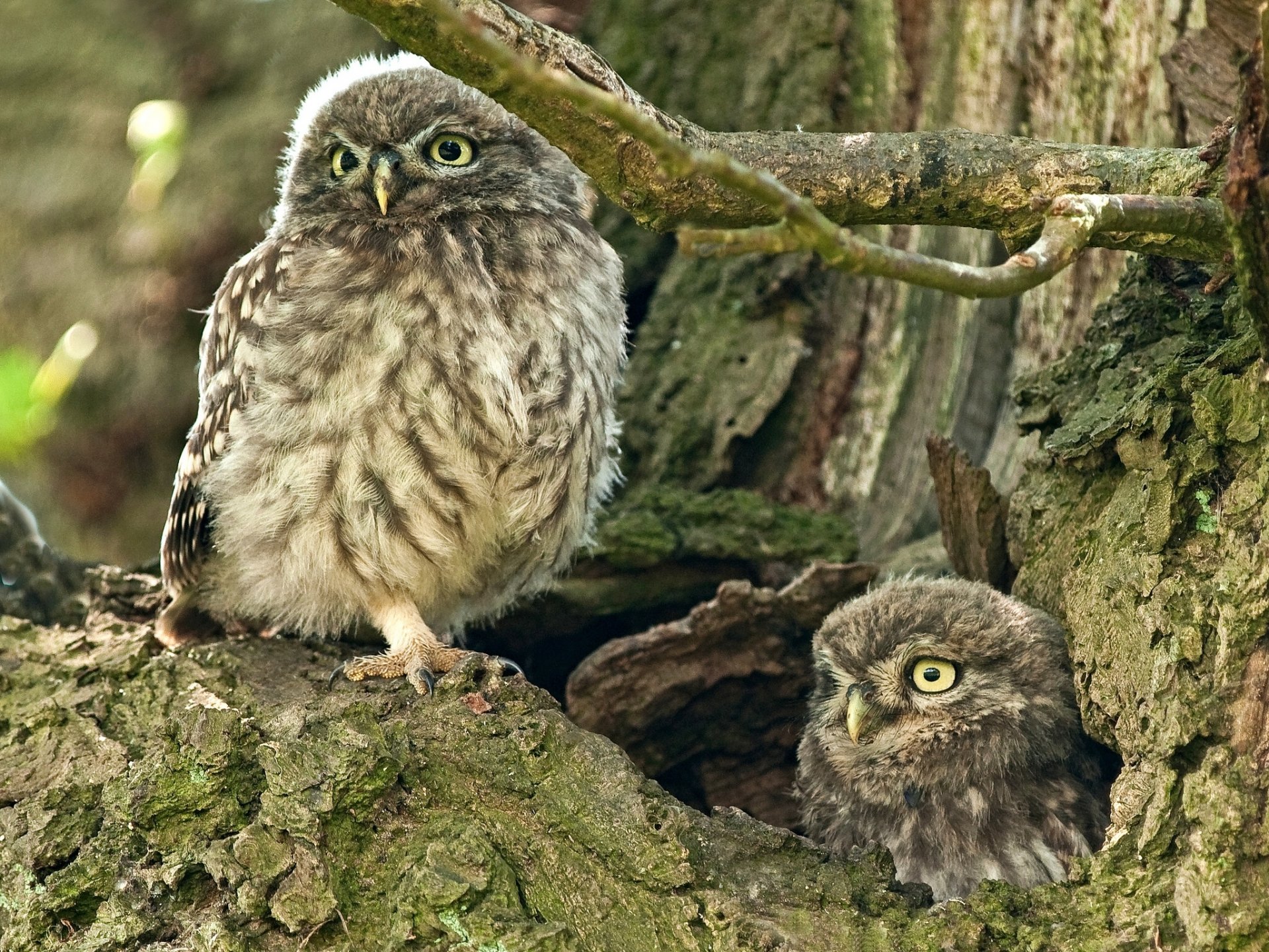 hibou domestique hiboux arbre creux