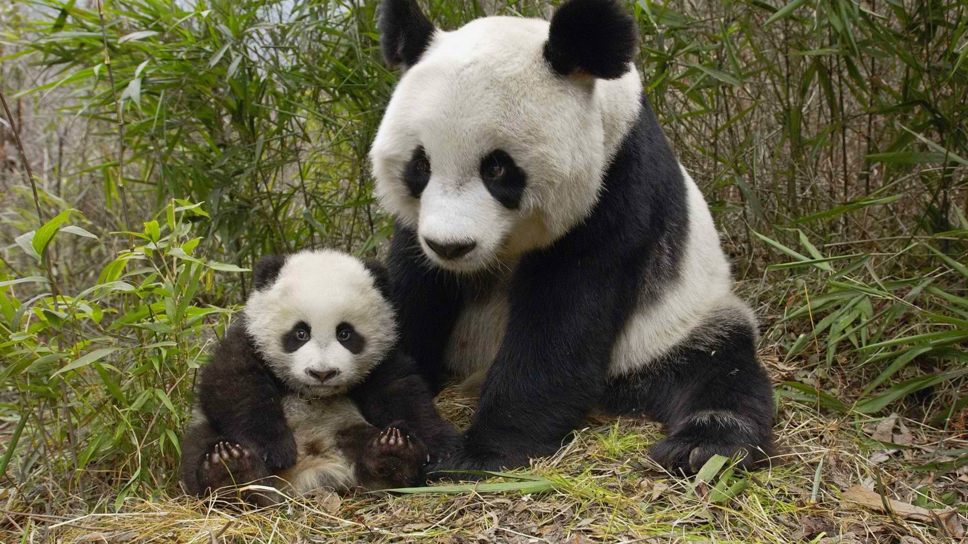 china panda oso osa oso de peluche bambú