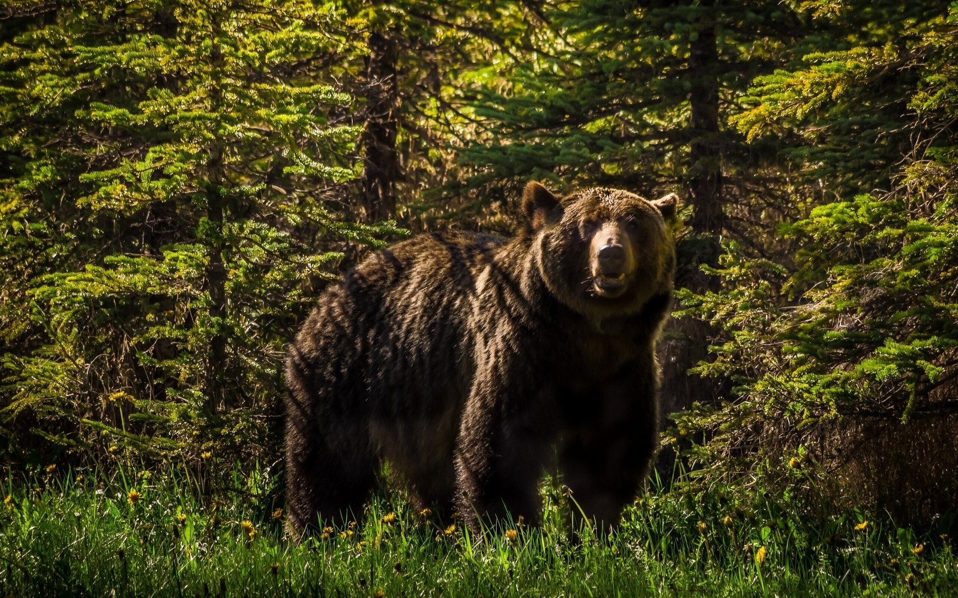 orso grizzly foresta