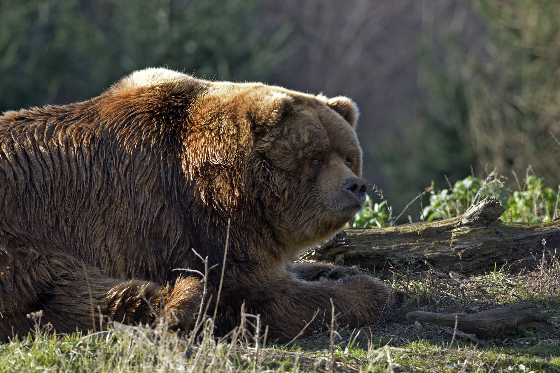 bär teddybär ruhe gras baumstamm