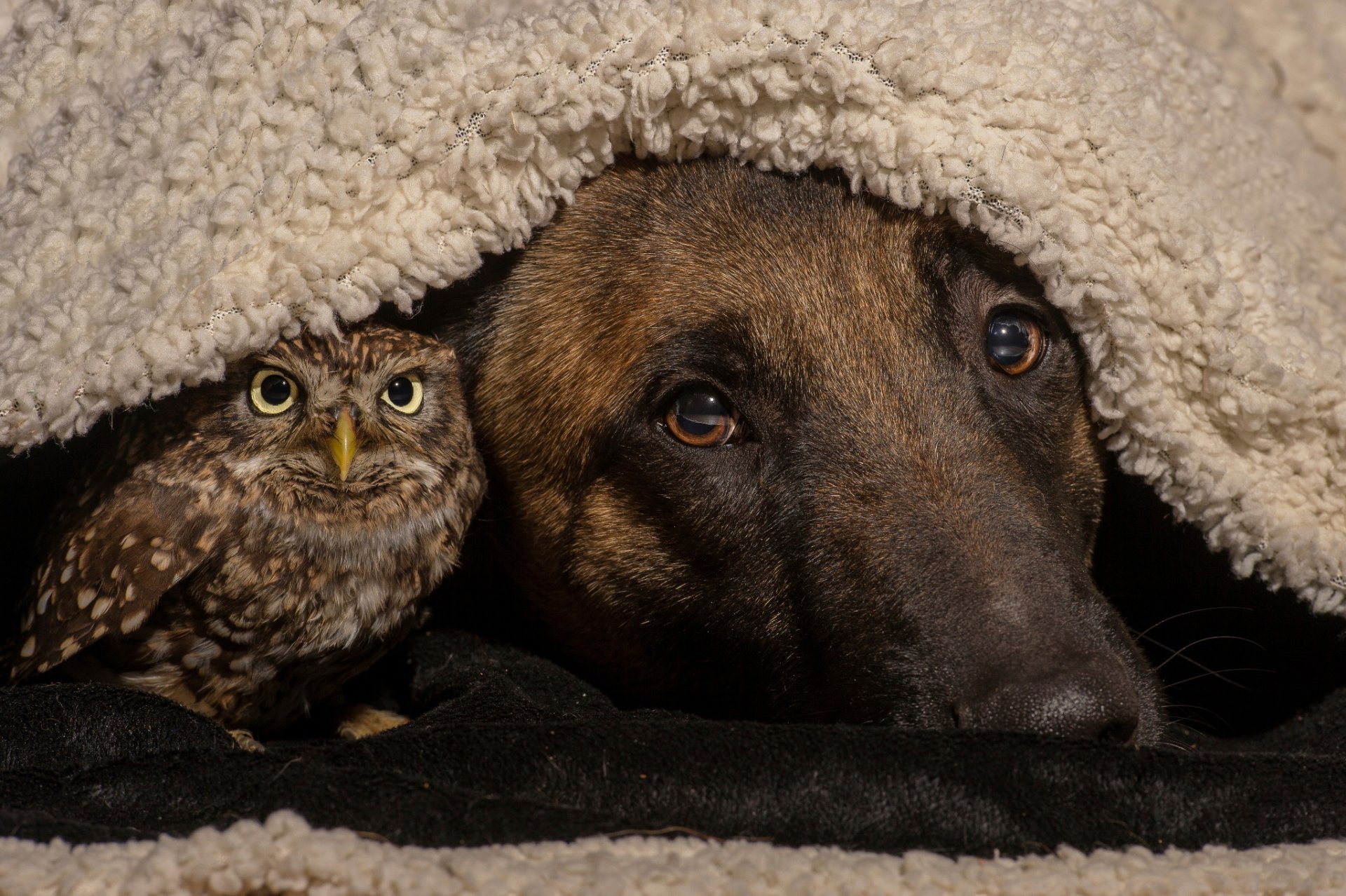 dog owl poultry friend