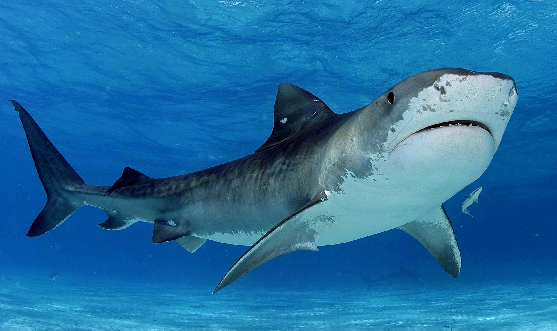 requin mer prédateur eau