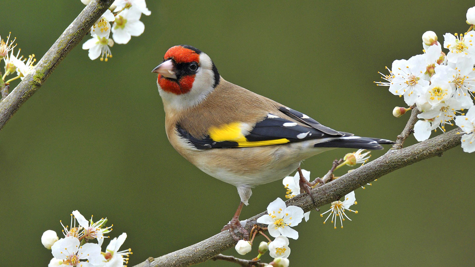 oiseau branche fleurs printemps nature