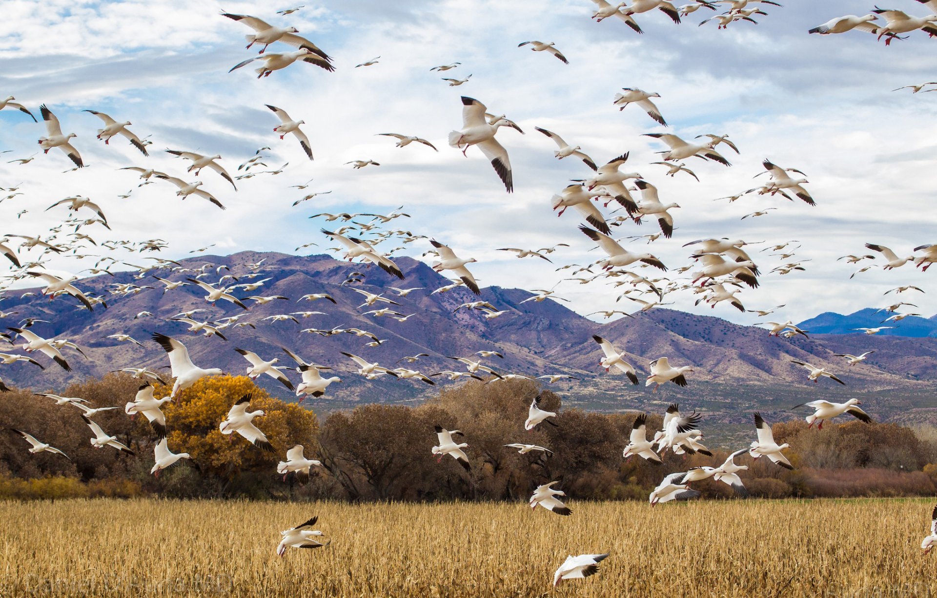 aves bandada ganso pato naturaleza campo cielo