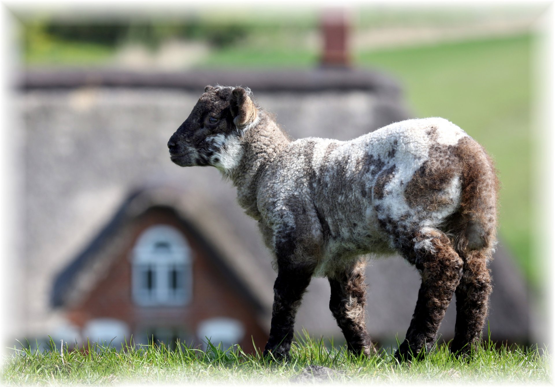 agnello erba sfondo bokeh