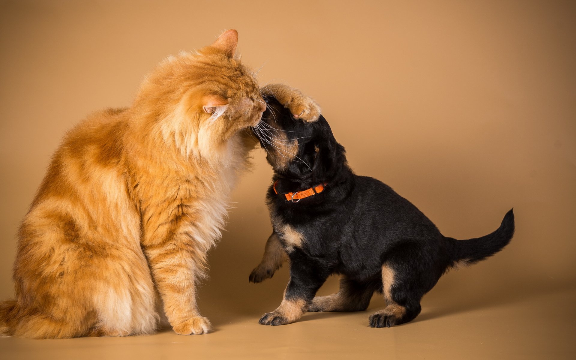 gatto cane amicizia