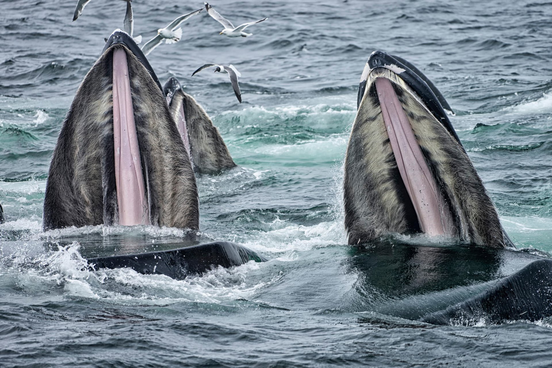 baleines mouettes alimentation océan