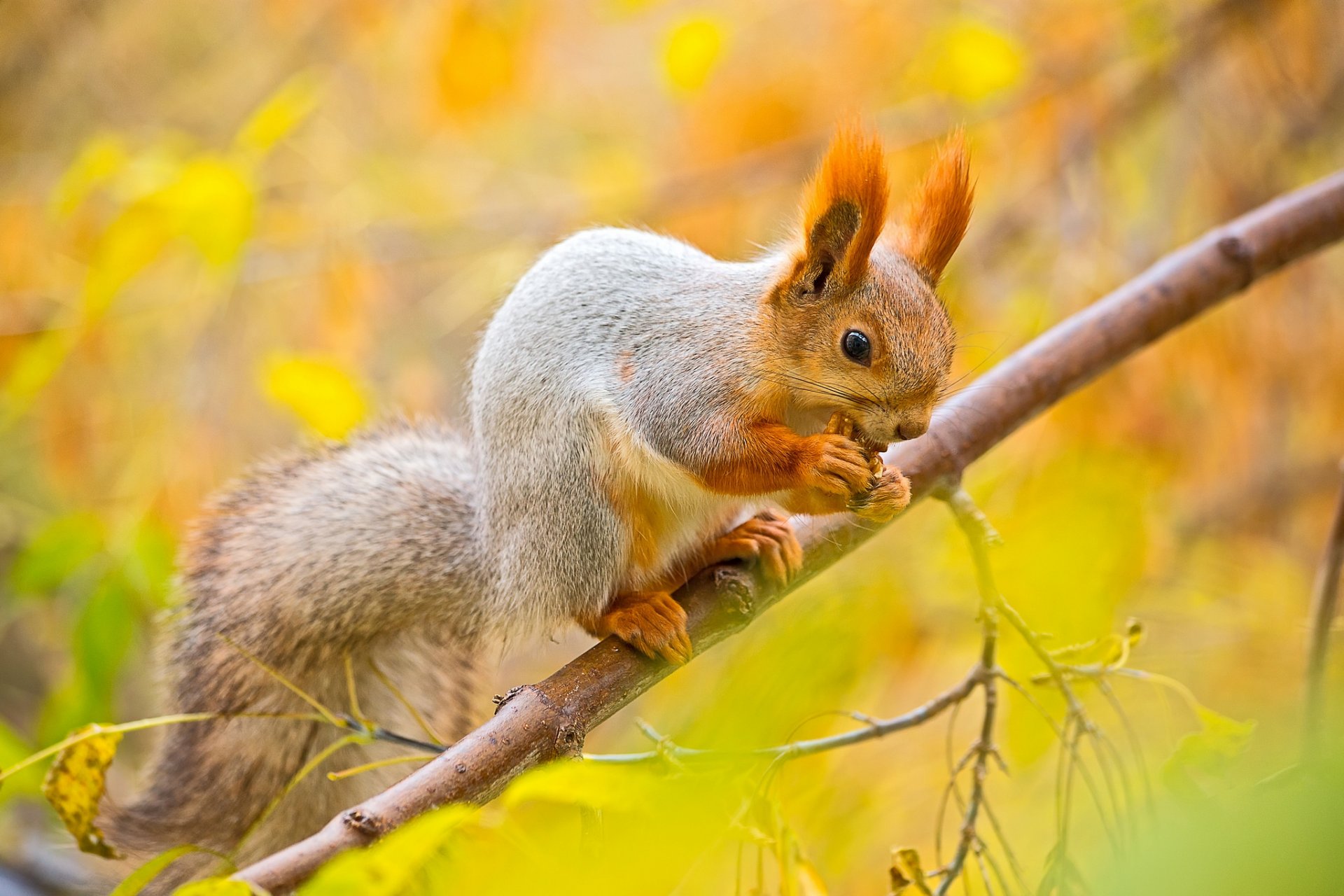 eichhörnchen eichhörnchen nussbaum herbst baum zweig blätter makro