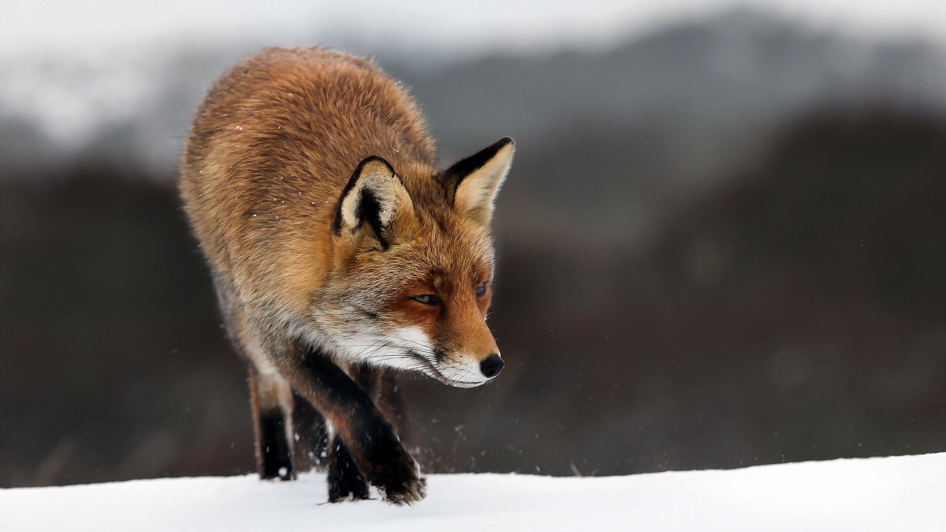 fuchs natur winter