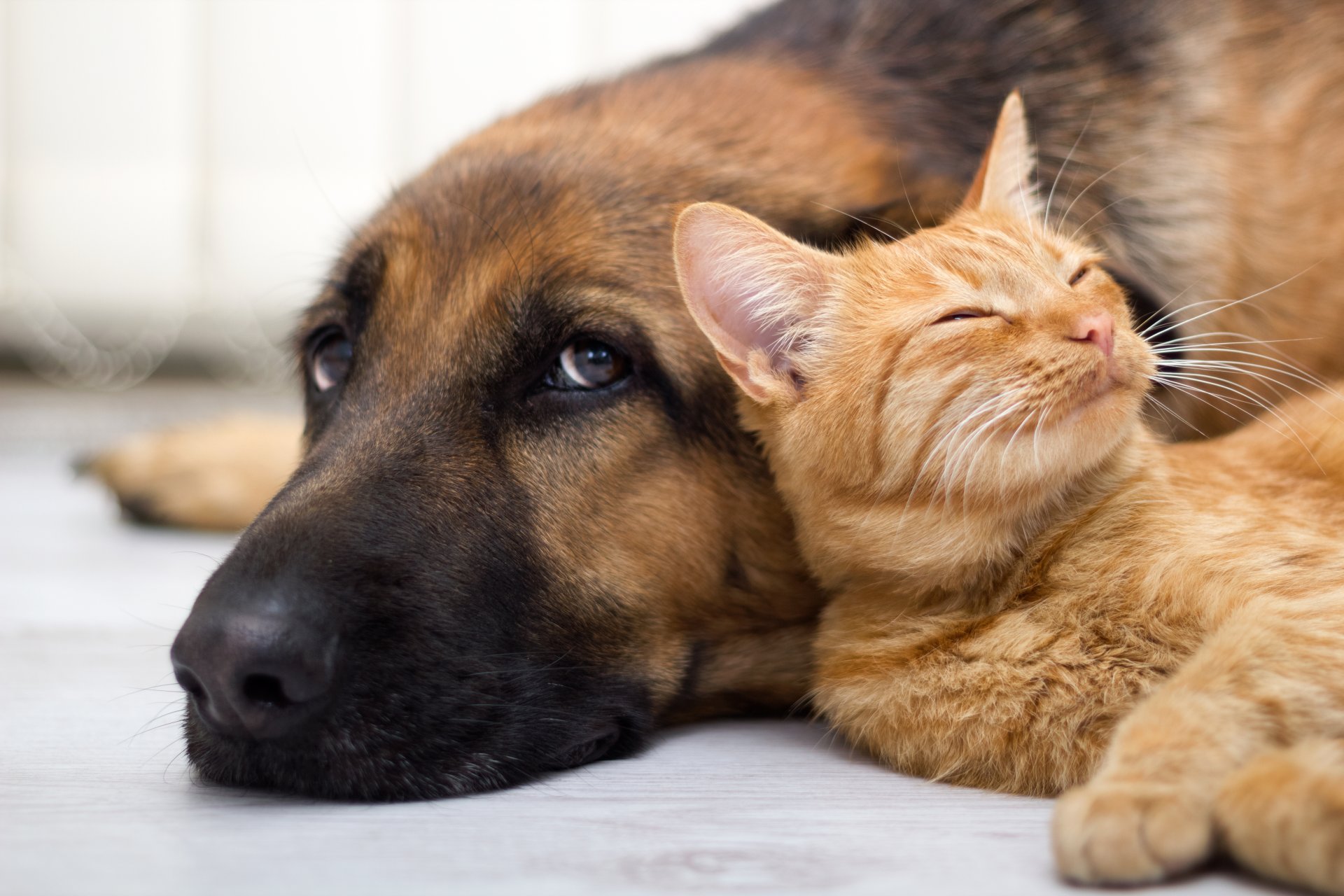 perro gato mirada amistad