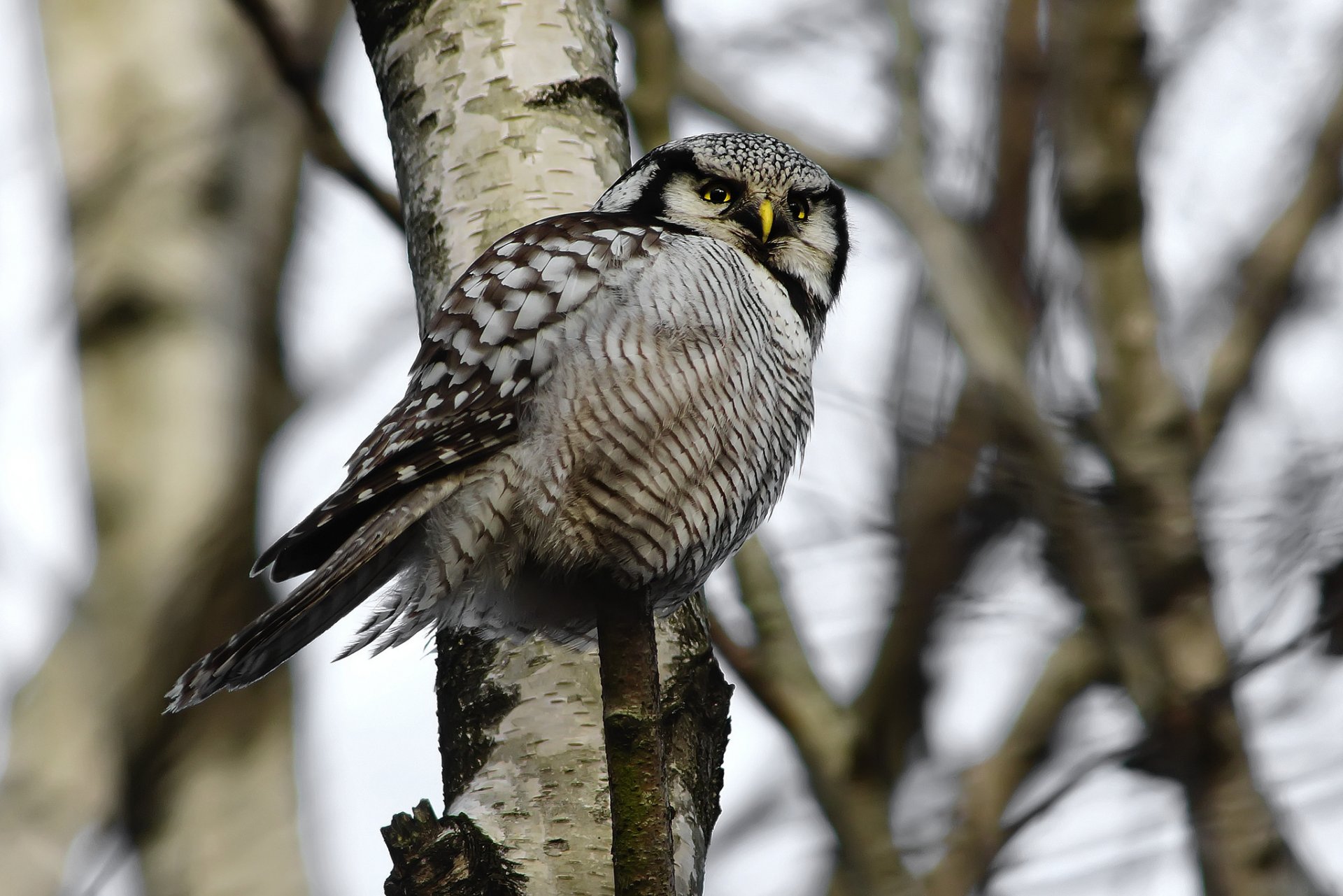 hibou faucon oiseau vue forêt arbre branches