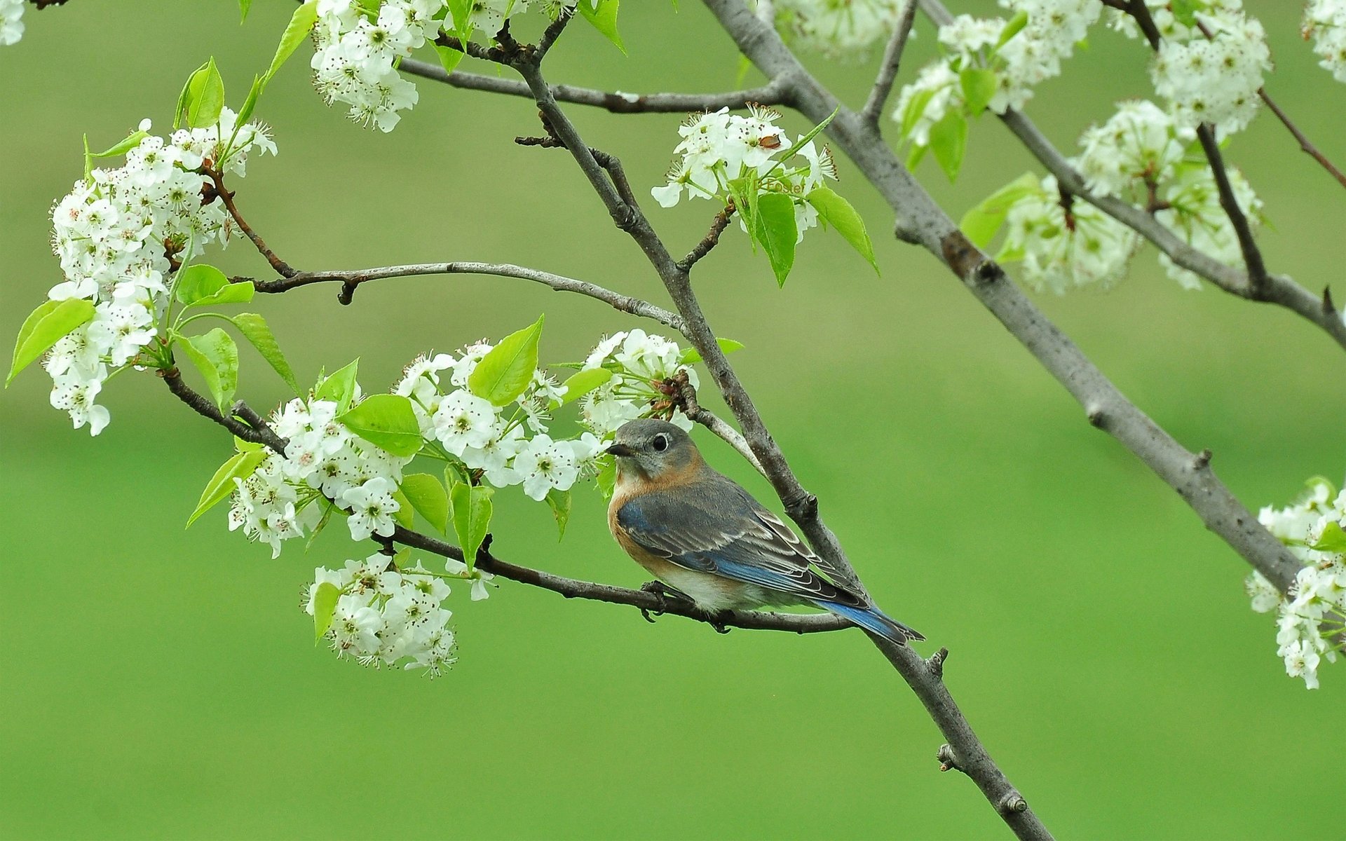 pájaro árbol floración primavera ramas