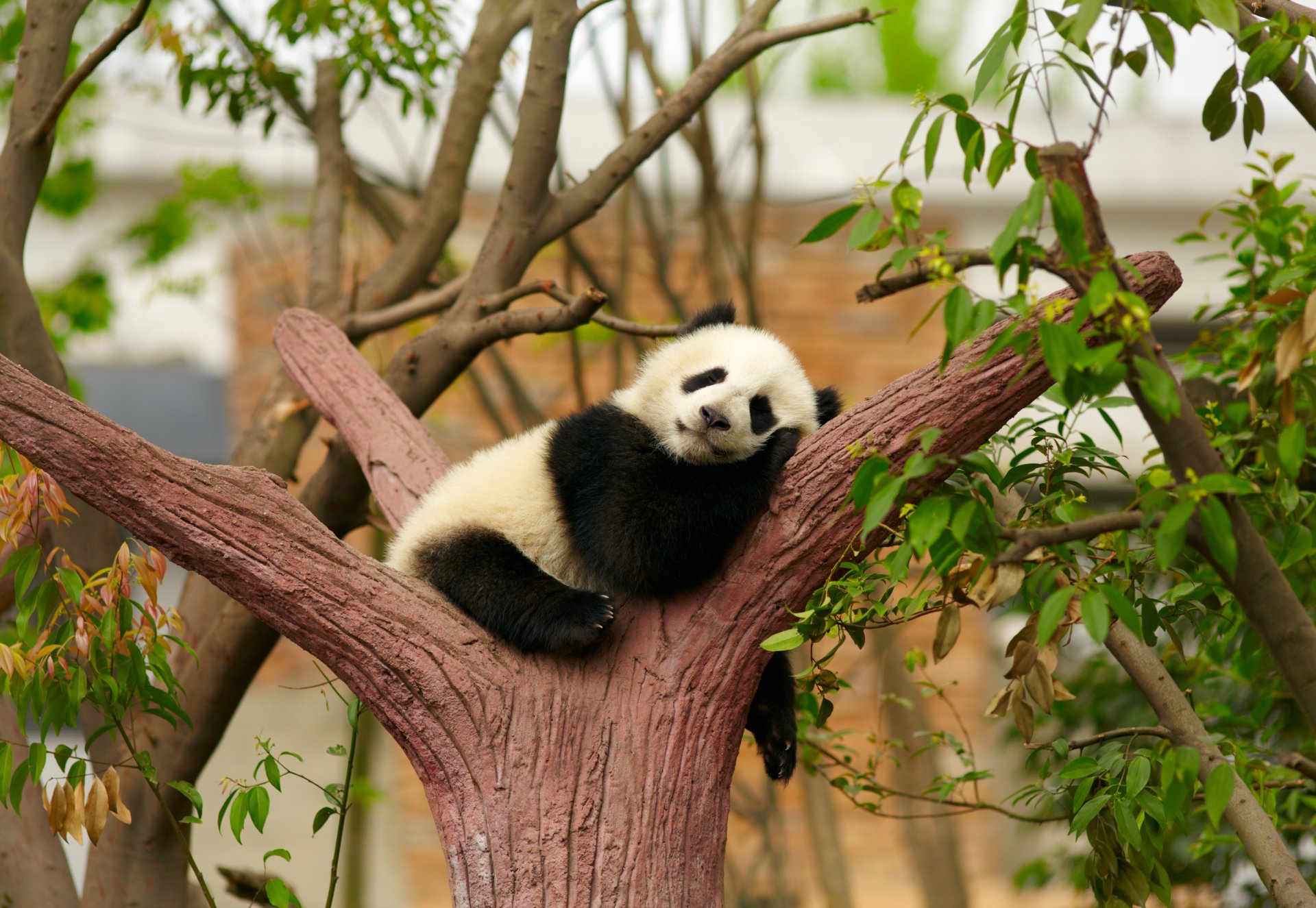 panda bear sleep rest sleeping tree