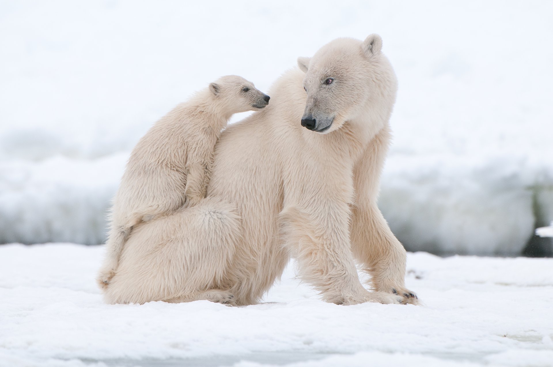 polar bears dipper bear snow