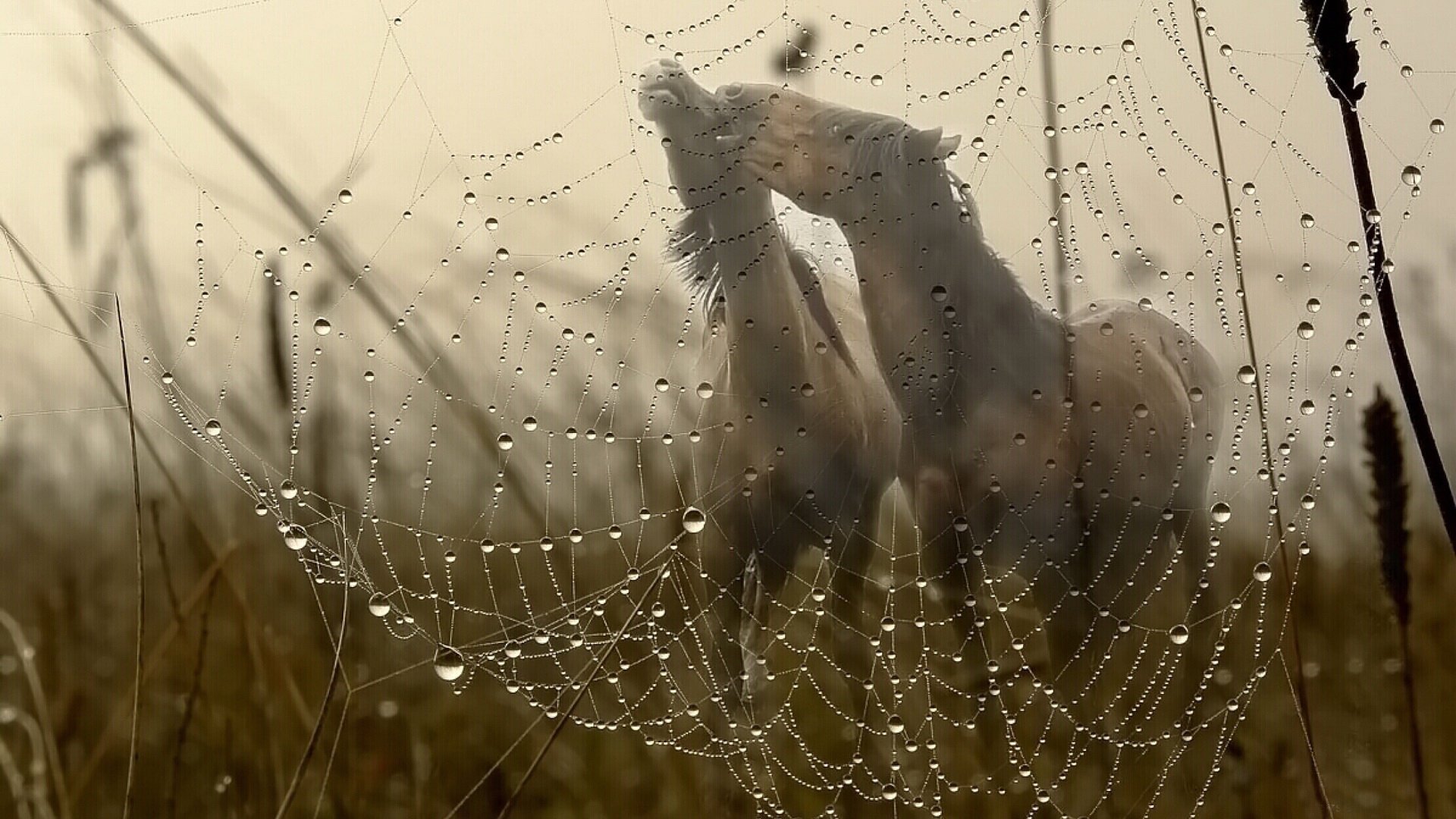 pferd paar mähne gras feld nebel putin tropfen tau wasser