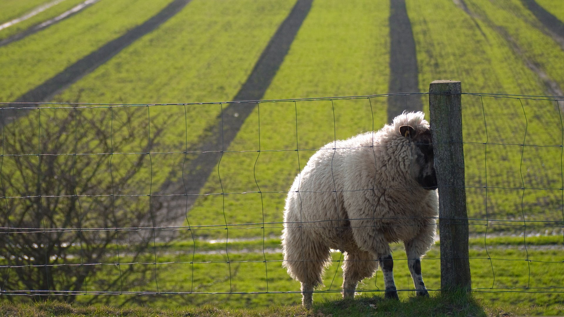 schön schweiß schaf zaun schaf feld