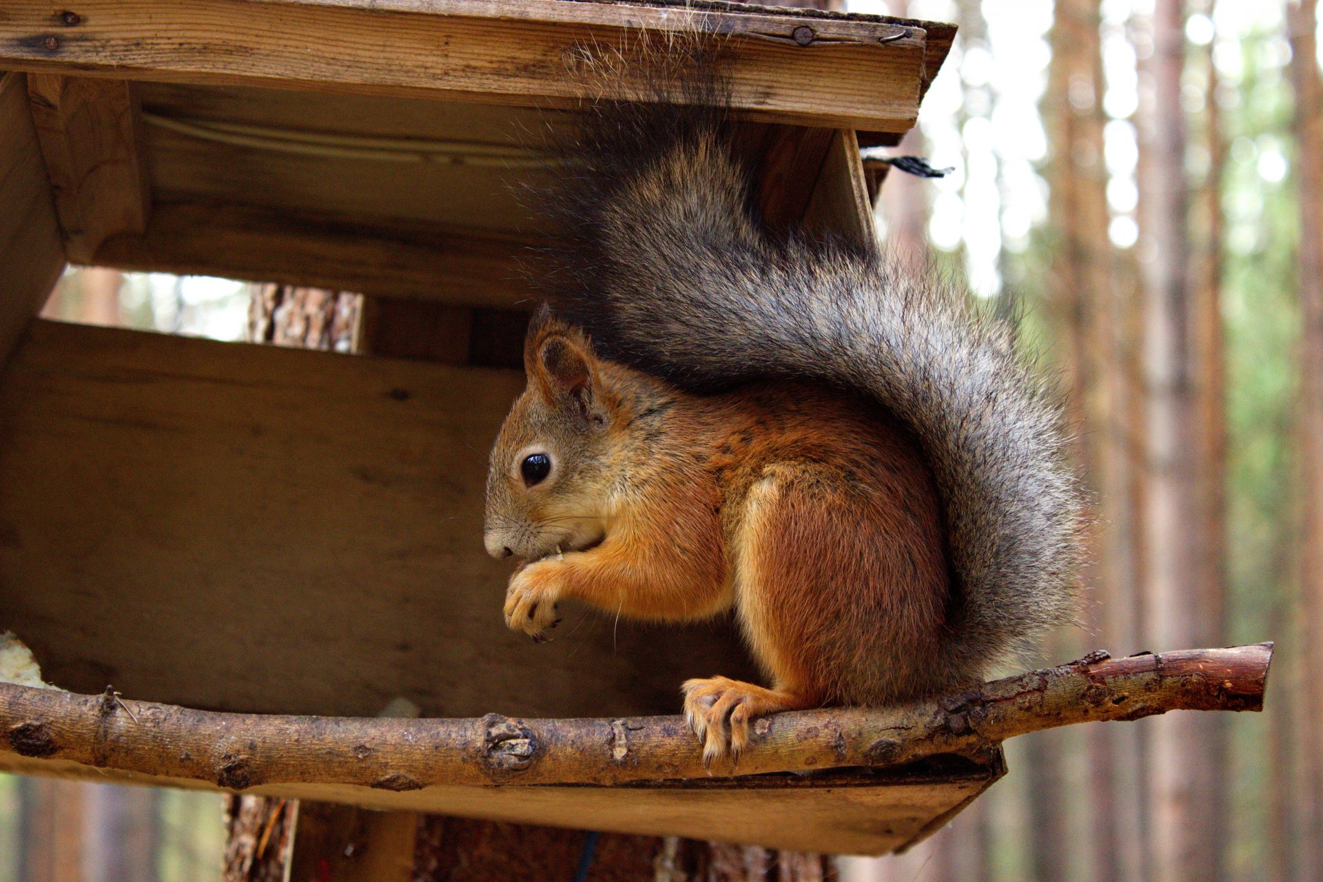 foresta autunno natura scoiattolo alimentatore animali scoiattolo