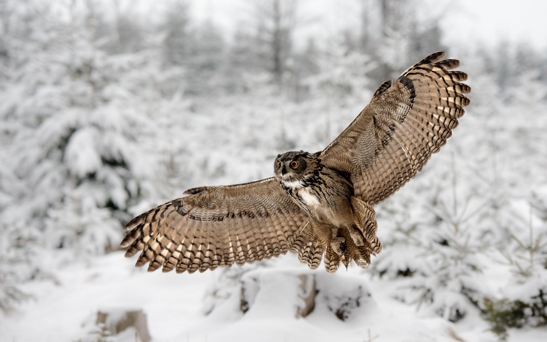 owl wings winter