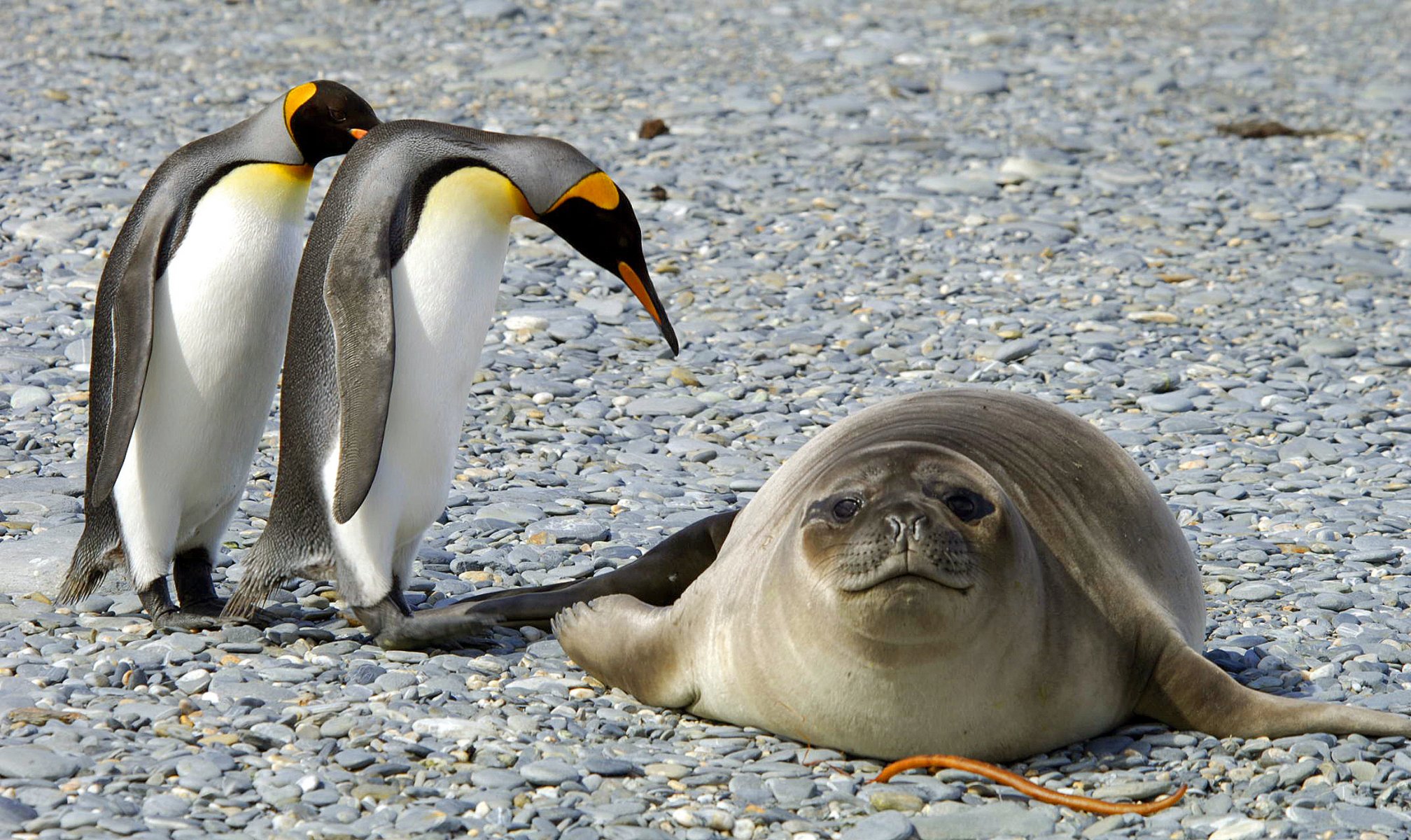 antártida pingüinos naturaleza aves nieve escarcha foca animales