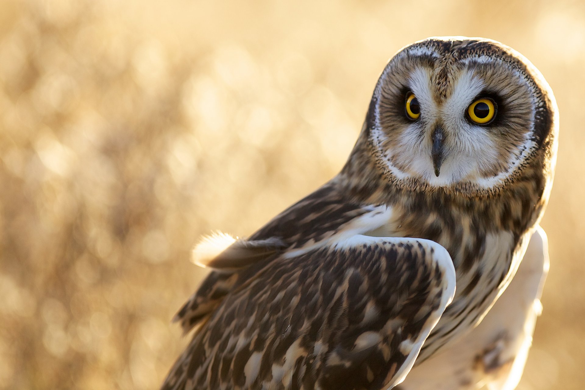 hibou oiseau plumes