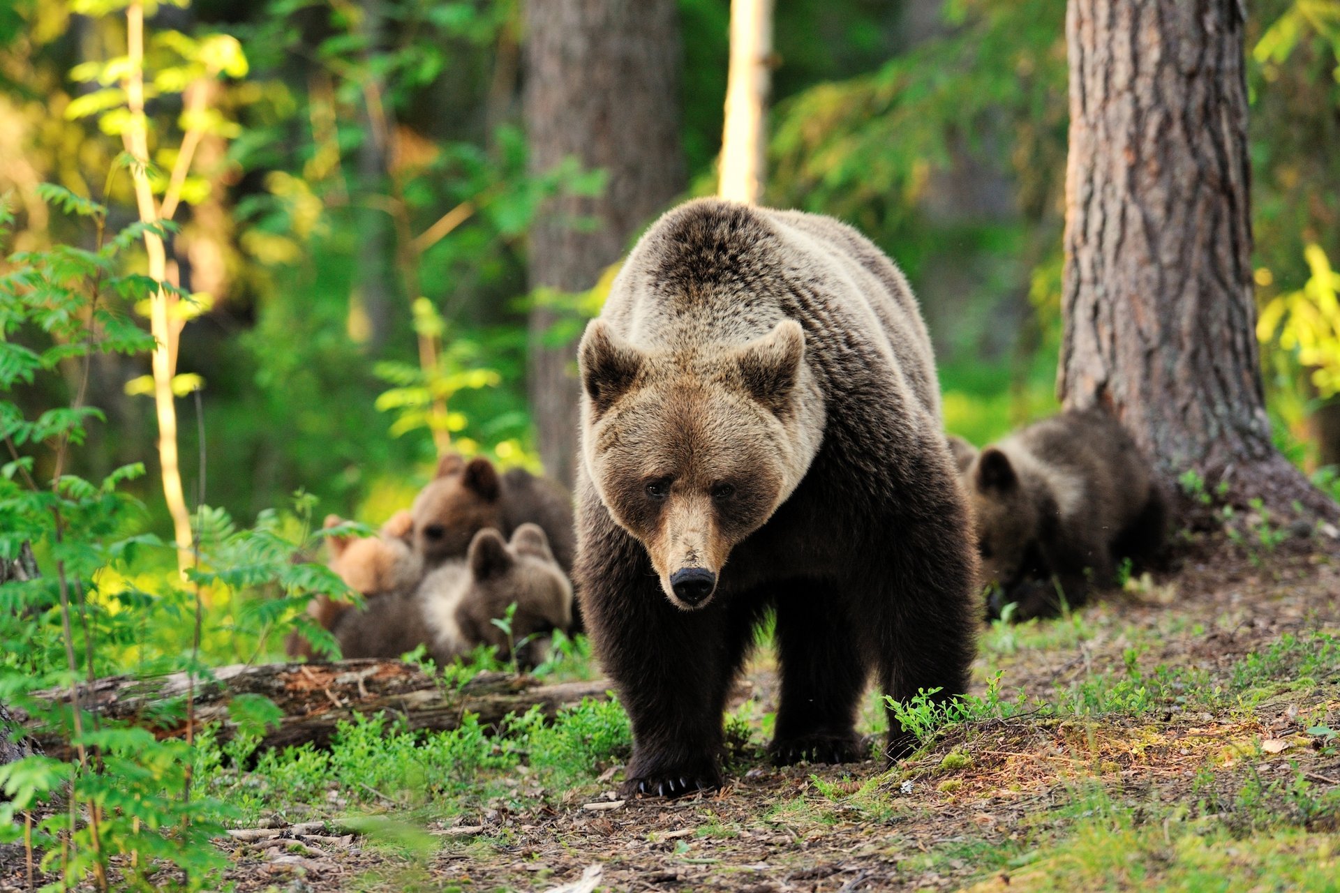 orso orso alberi foresta verde