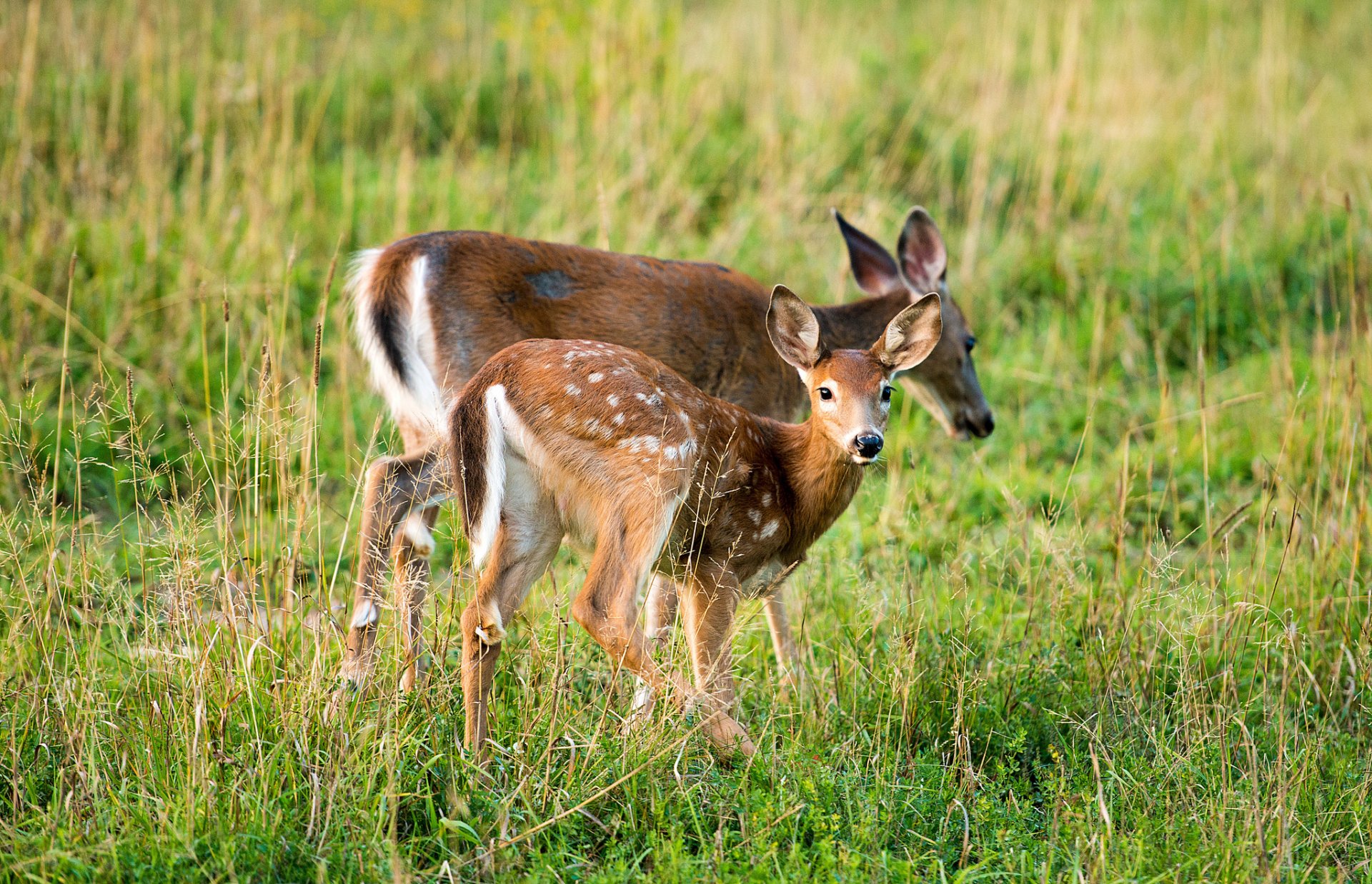 sommer gras damhirsch hirsch blick