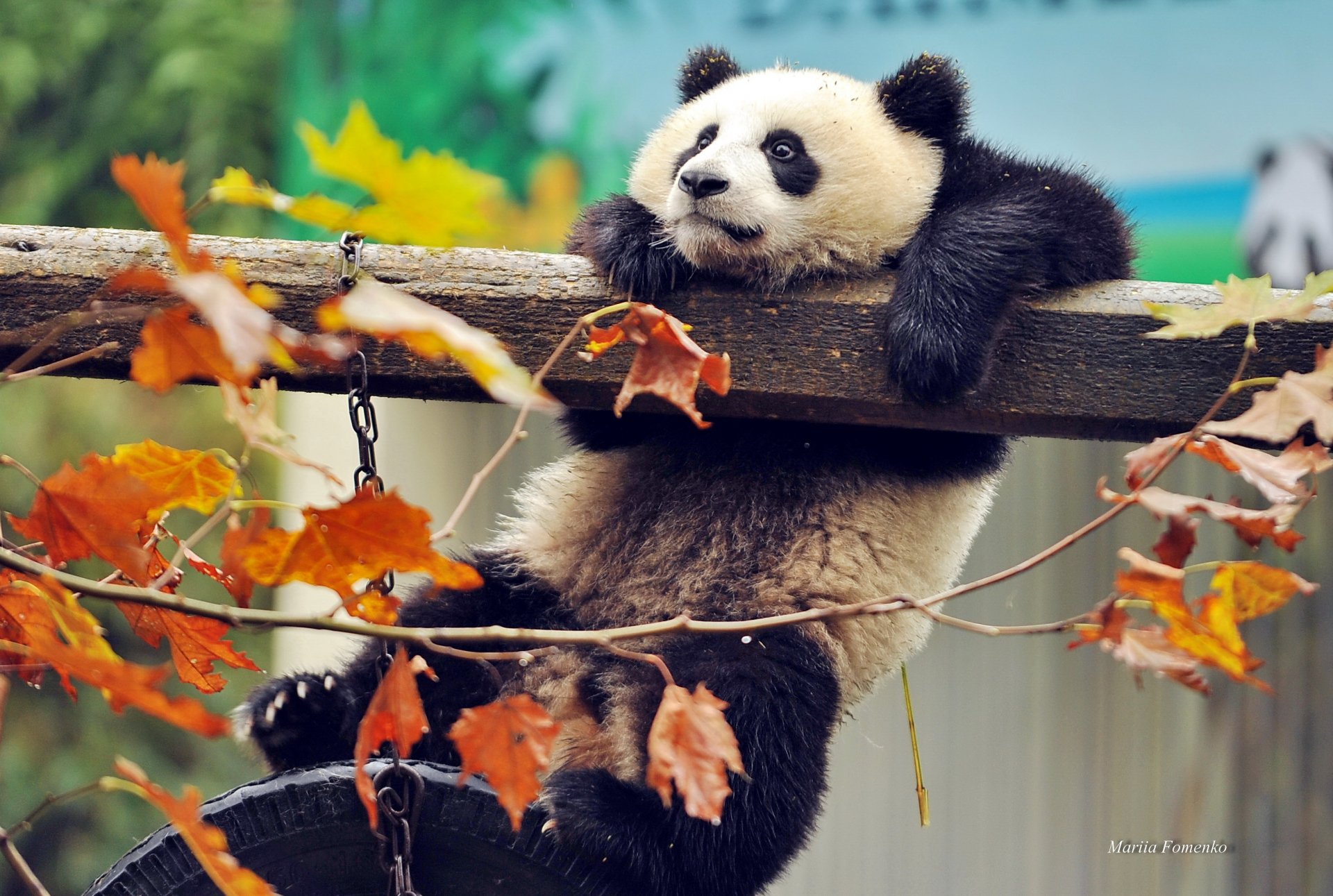 orso panda autunno rami foglie bestia animale cina