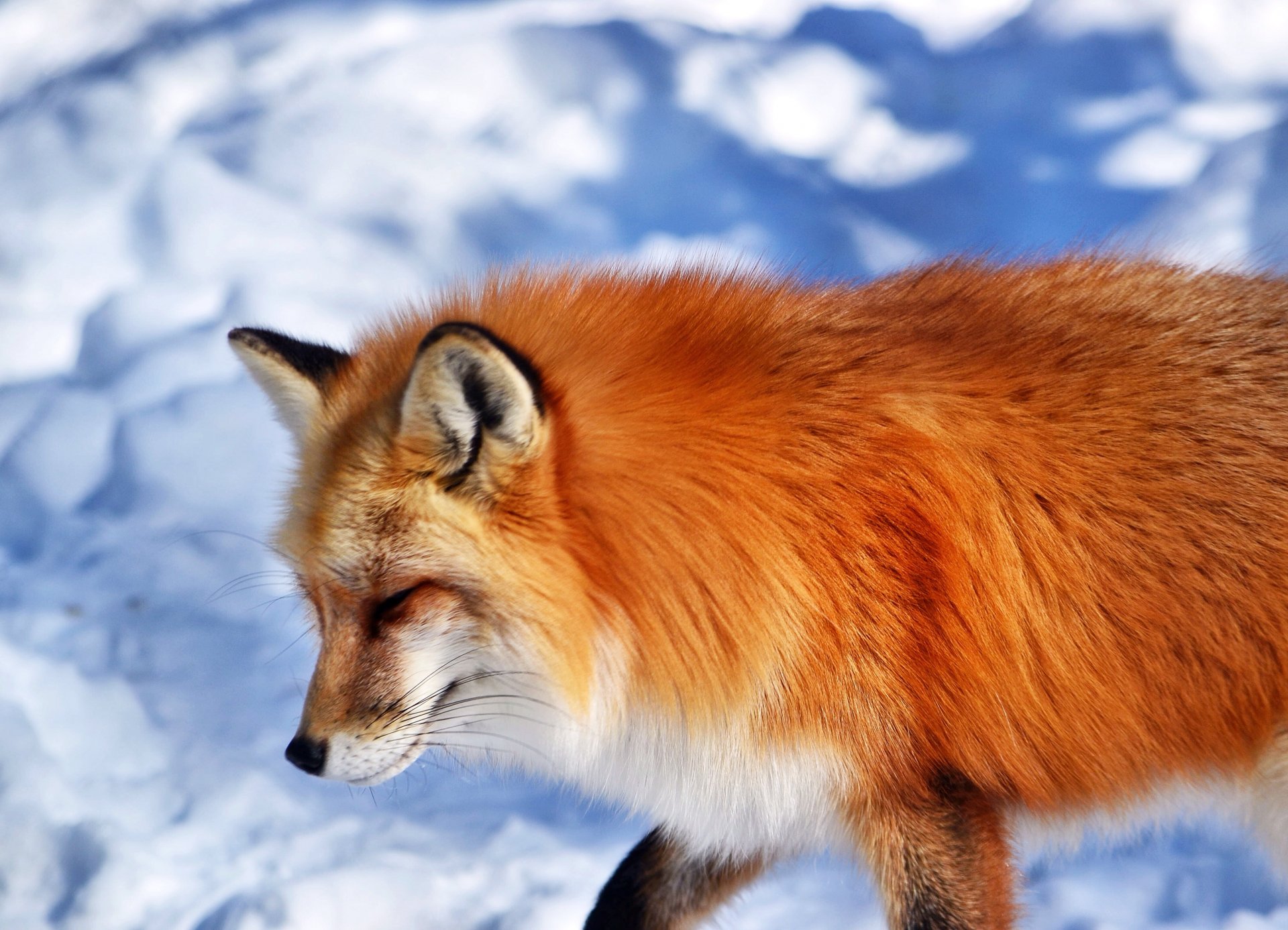 animal renard renard roux museau neige