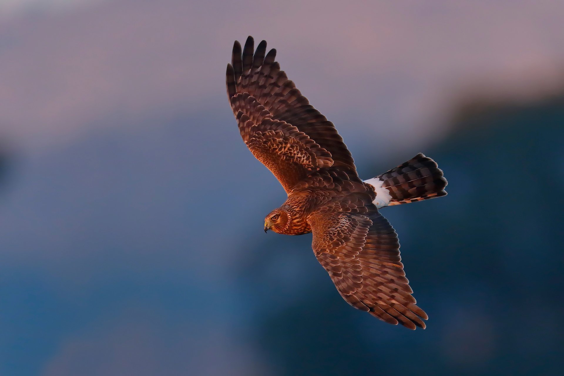 harrier faucon oiseau lun