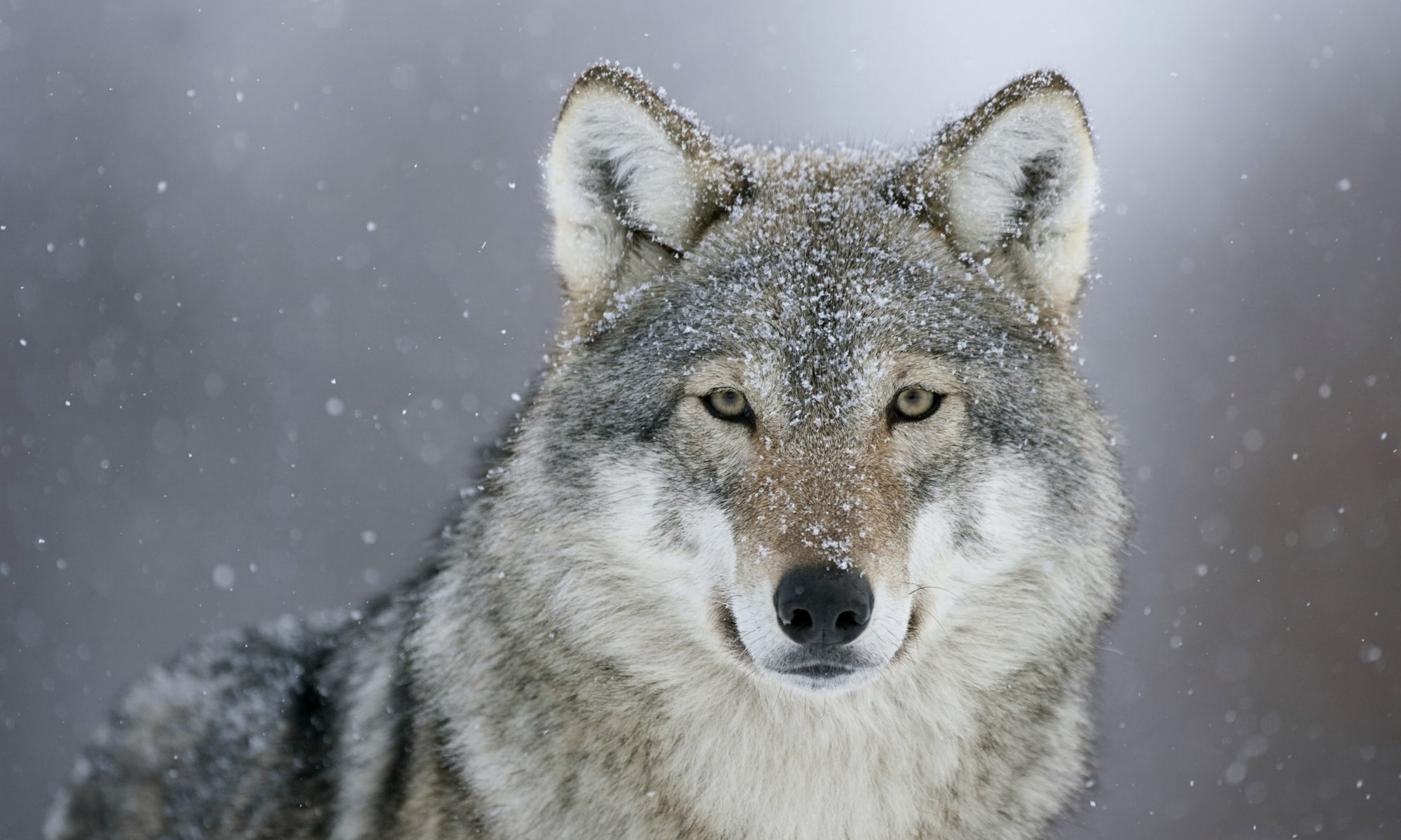 loup prédateur vue neige