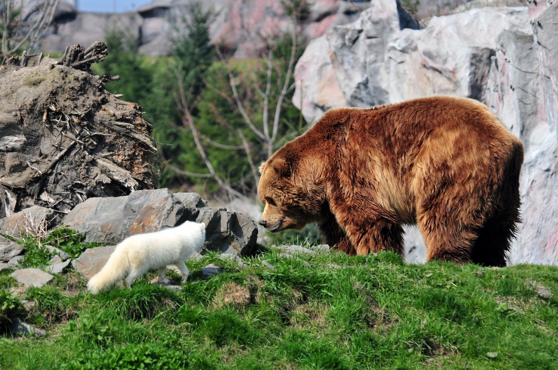 ours ours en peluche profil herbe pierres renard arctique