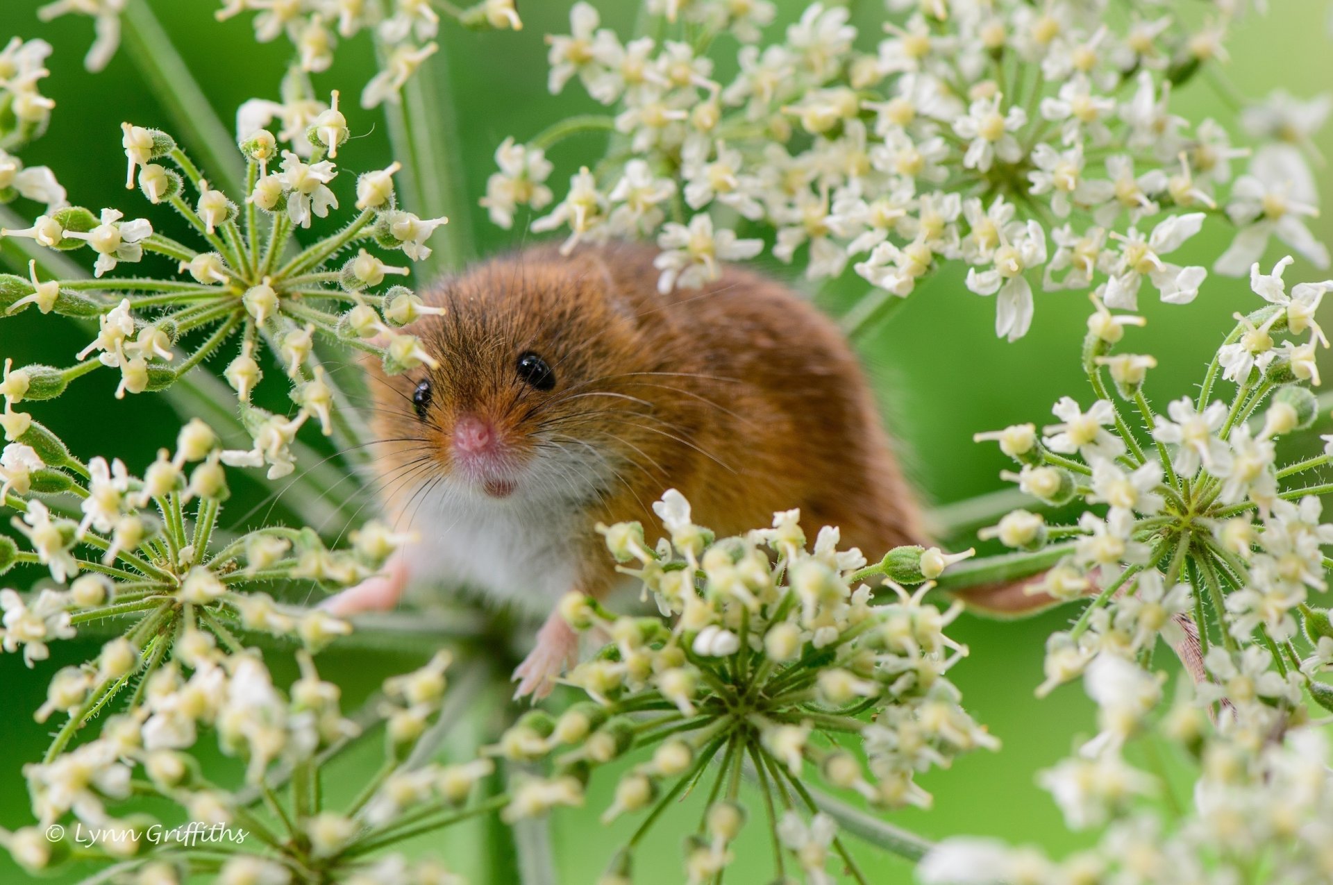 maus-baby maus nagetier pflanze makro