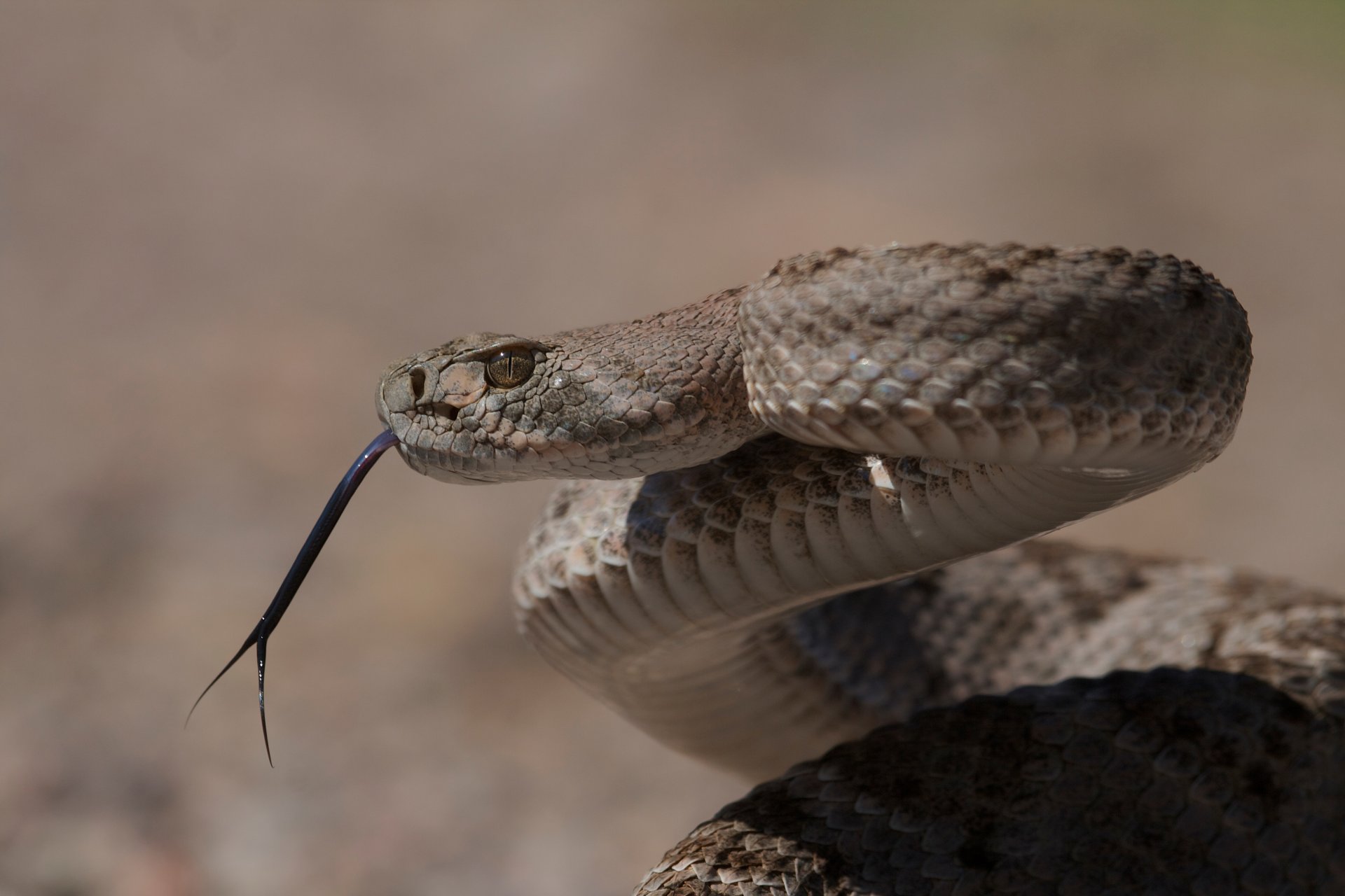 diamondback occidental cascabel de texas serpiente venenosa