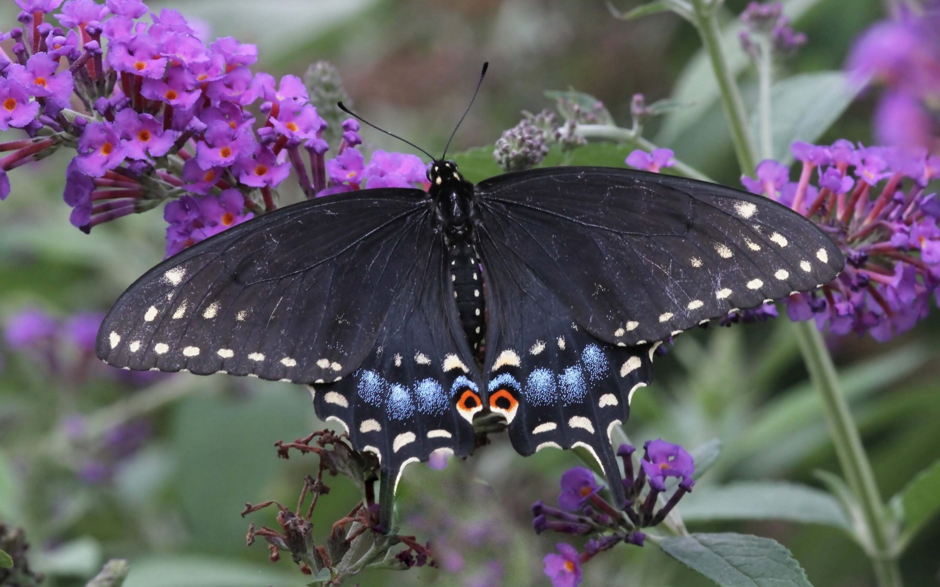 papillon voilier de polyxène gros plan